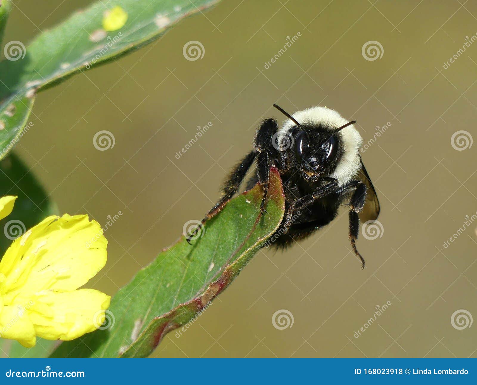 一只蜜蜂直视相机的特写库存照片 图片包括有照相机 关闭 黄色 表面 详细资料 寻呼机