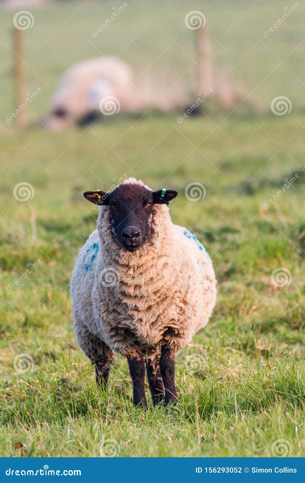 一只雌羊直视着相机萨福克乡村农场库存照片 图片包括有反刍动物 东部 户外 纤维 牧群