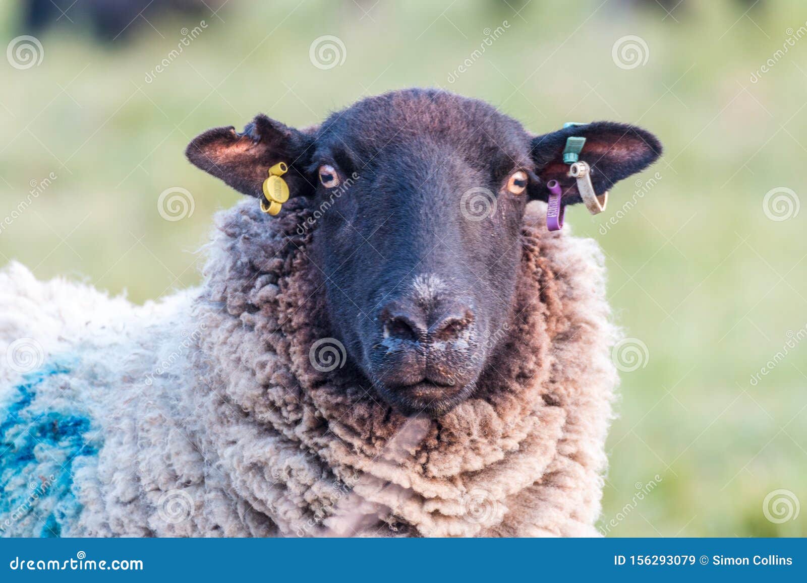 一只雌羊直视着相机萨福克乡村农场编辑类库存图片 图片包括有牧群 特写镜头 敌意 复制 查出