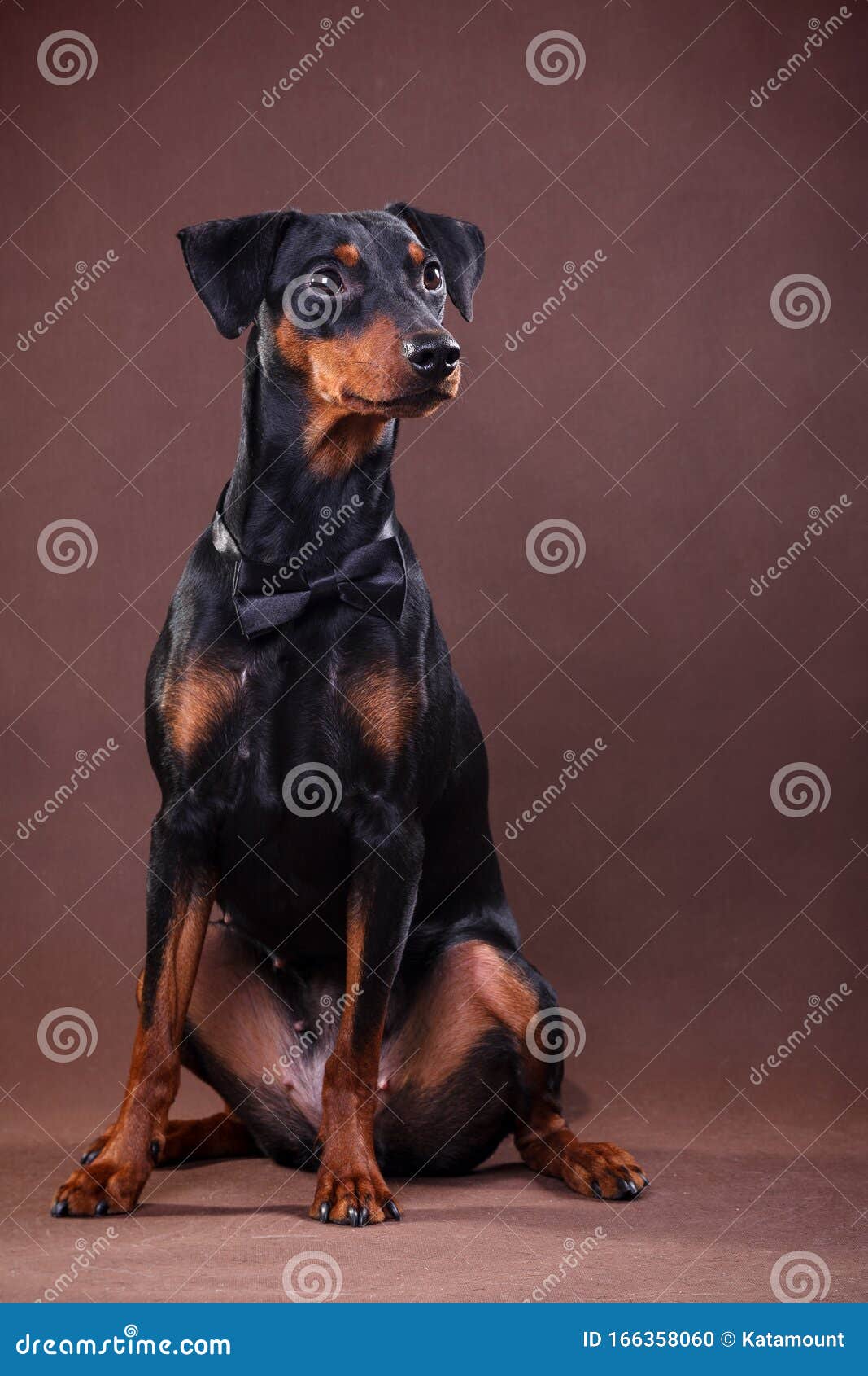 一只黑色和棕色的德国品旭犬系领结 位于棕色背景中库存照片 图片包括有活动家 可爱 赛跑者 朋友 一只黑色和棕色的德国品旭犬系领结 位于棕色背景中库存照片 图片包括有活动家 可爱 赛跑者 朋友