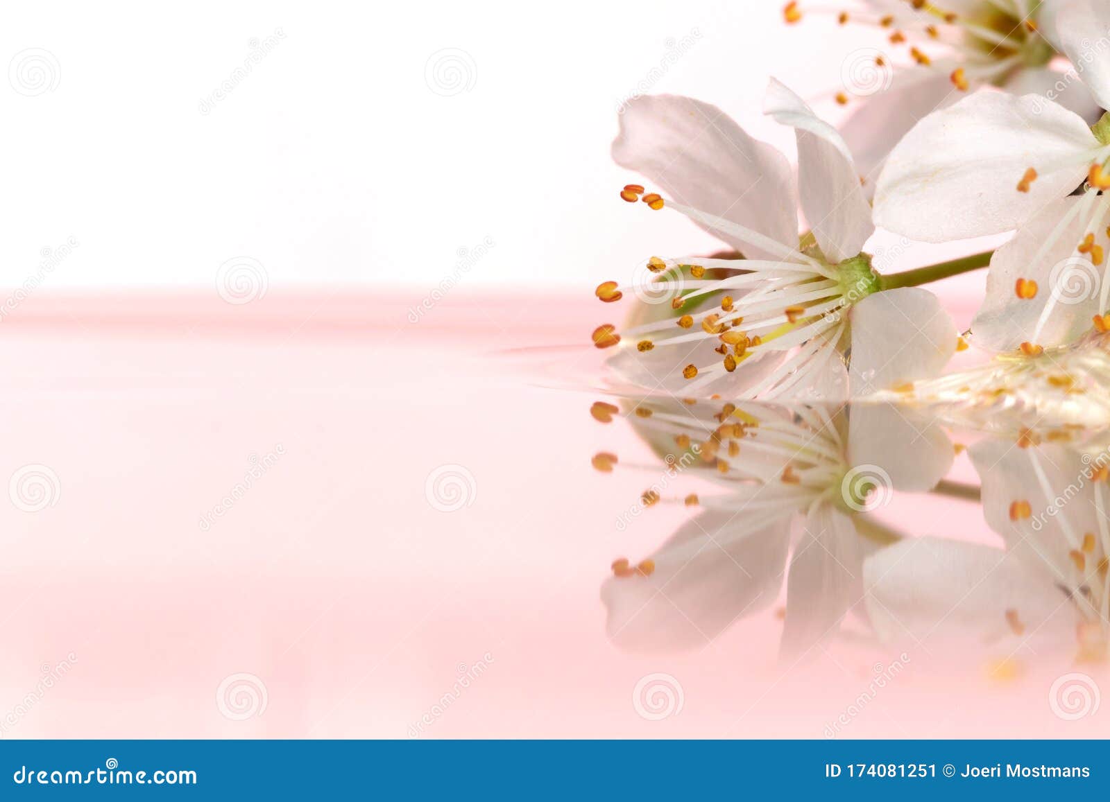一幅梦幻般的画像 一朵白花漂浮在粉红色背景的水中这朵花在库存图片 图片包括有这朵花在 一幅梦幻般的画像 一朵白花漂浮在粉红色背景的水中