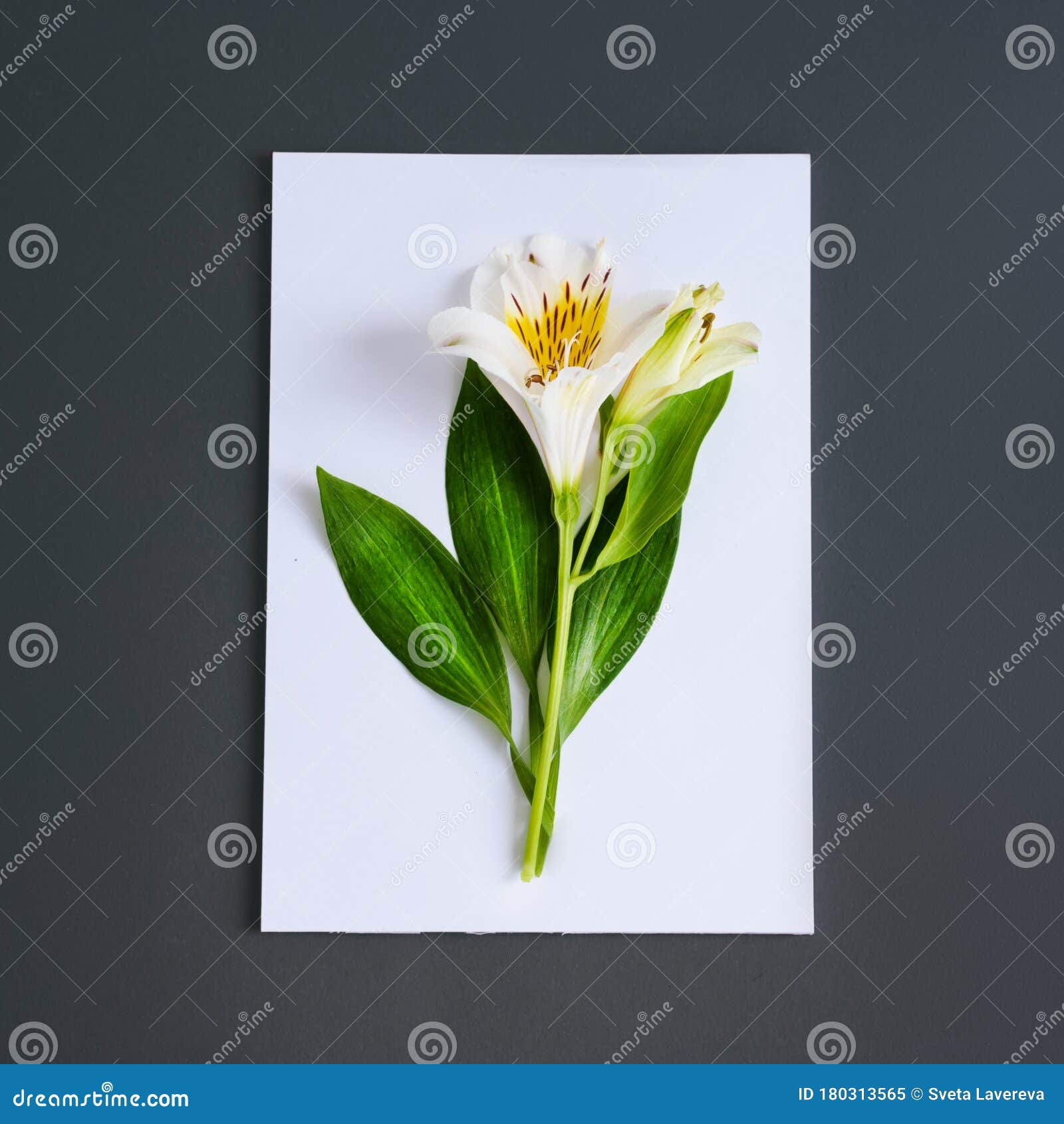 一幅白色闪长花的壁画库存图片 图片包括有一幅白色闪长花的壁画 一幅白色闪长花的壁画库存图片 图片包括有一幅白色闪长花的壁画