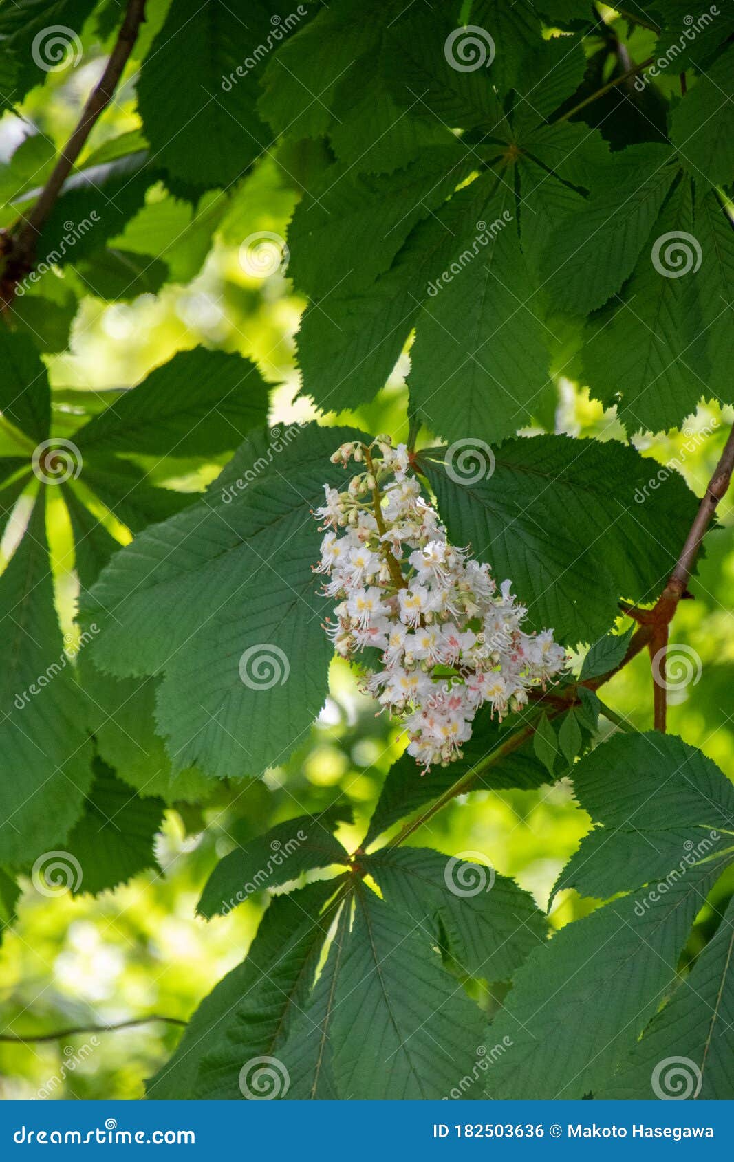 一张白马栗花的照片库存照片 图片包括有一堆 开花的 新鲜 照片 可以 花瓣 玻色子 一张白马栗花的照片库存照片 图片包括有一堆 开花的 新鲜 照片 可以 花瓣 玻色子