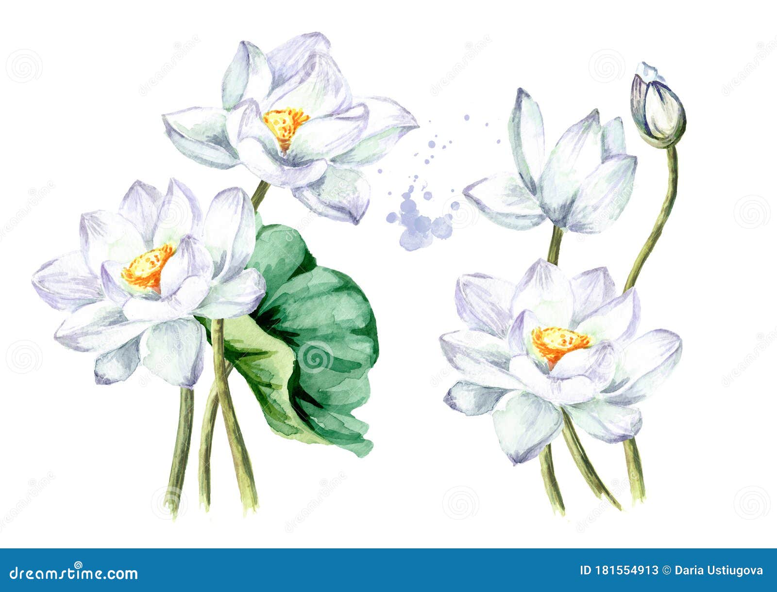 一束美丽的白莲花白背景中突显的手绘植物水彩图库存例证 插画包括有框架 异乎寻常 花束 问候