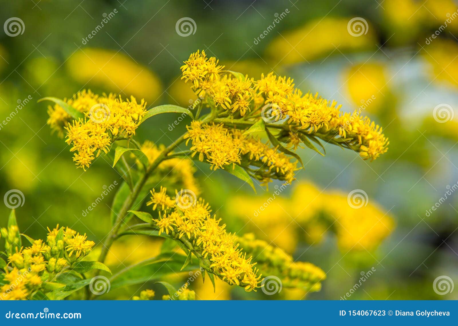 一枝黄花canadensis 加拿大菊科植物黄色夏天花药用植物库存图片 图片包括有一枝黄花canadensis 药用植物 一枝黄花canadensis 加拿大菊科植物黄色夏天花药用植物库存图片 图片包括有一枝黄花canadensis 药用植物