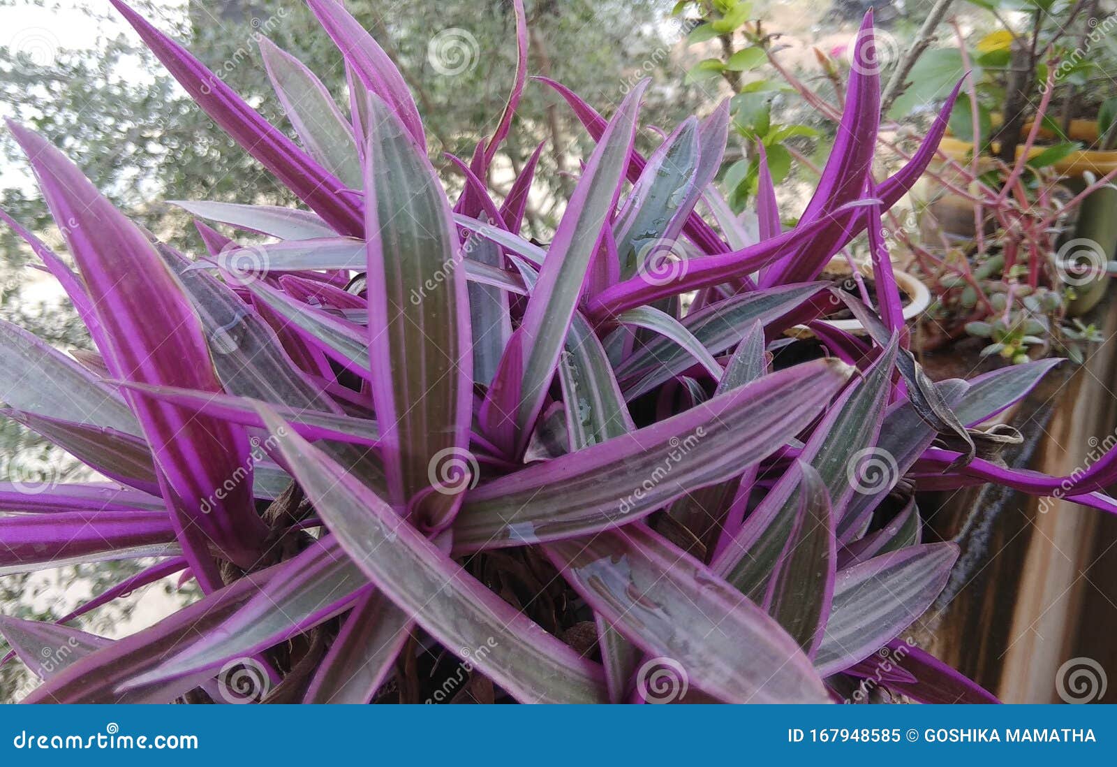 一株看起来五颜六色的植物的紫叶库存图片 图片包括有一株看起来五颜六色的植物的紫叶