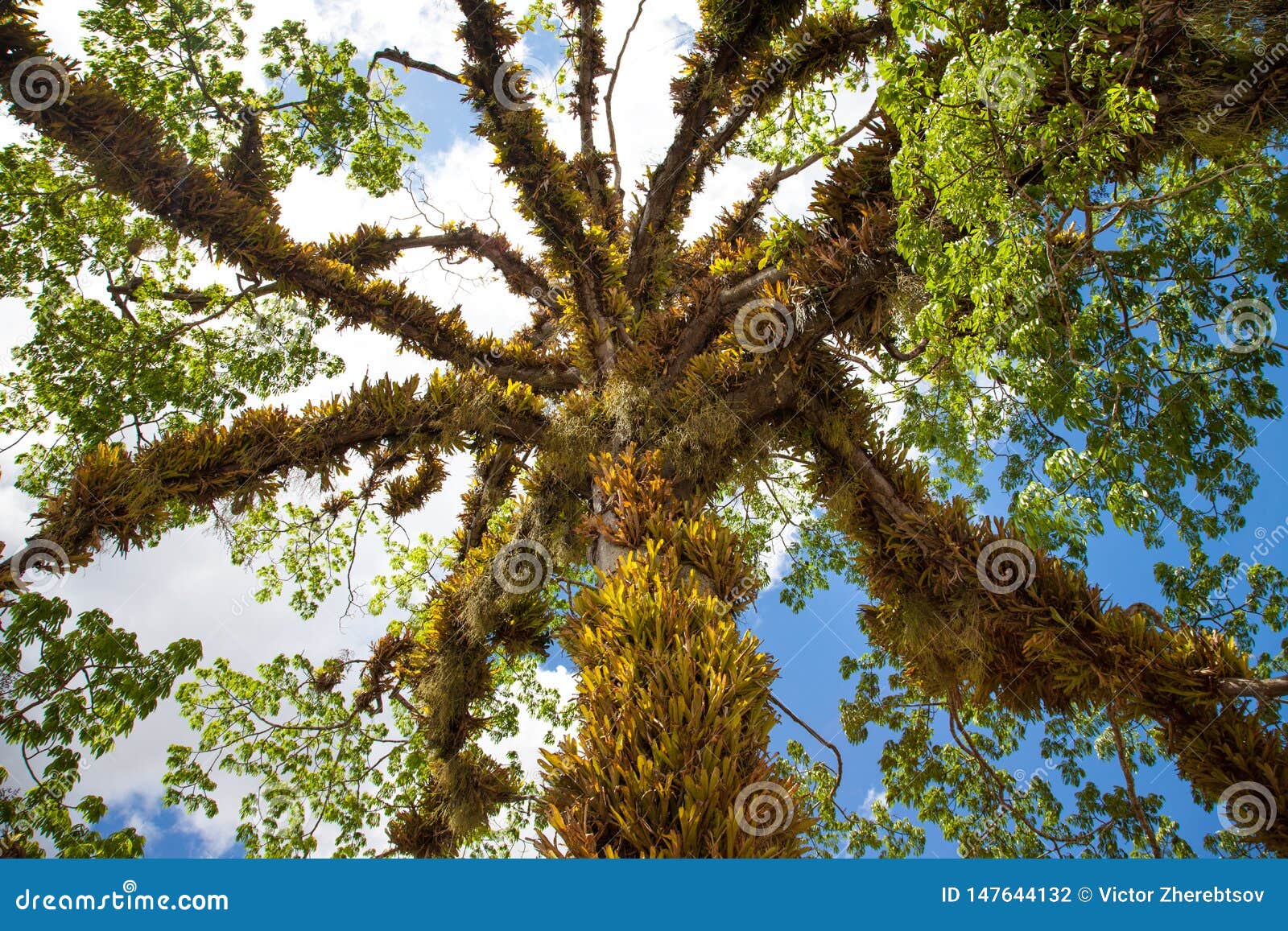 一棵美丽的树的看法与一个寄生植物的缠绕的和垂悬的叶子的反对天空蔚蓝的库存照片 图片包括有