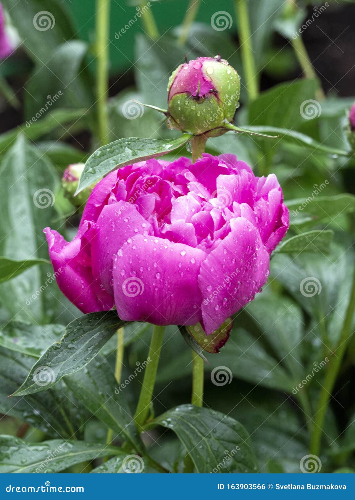一滴雨落在花上美丽的牡丹 蕾 叶创造明亮的自然背景库存照片 图片包括有装饰 新鲜 牡丹 五颜六色
