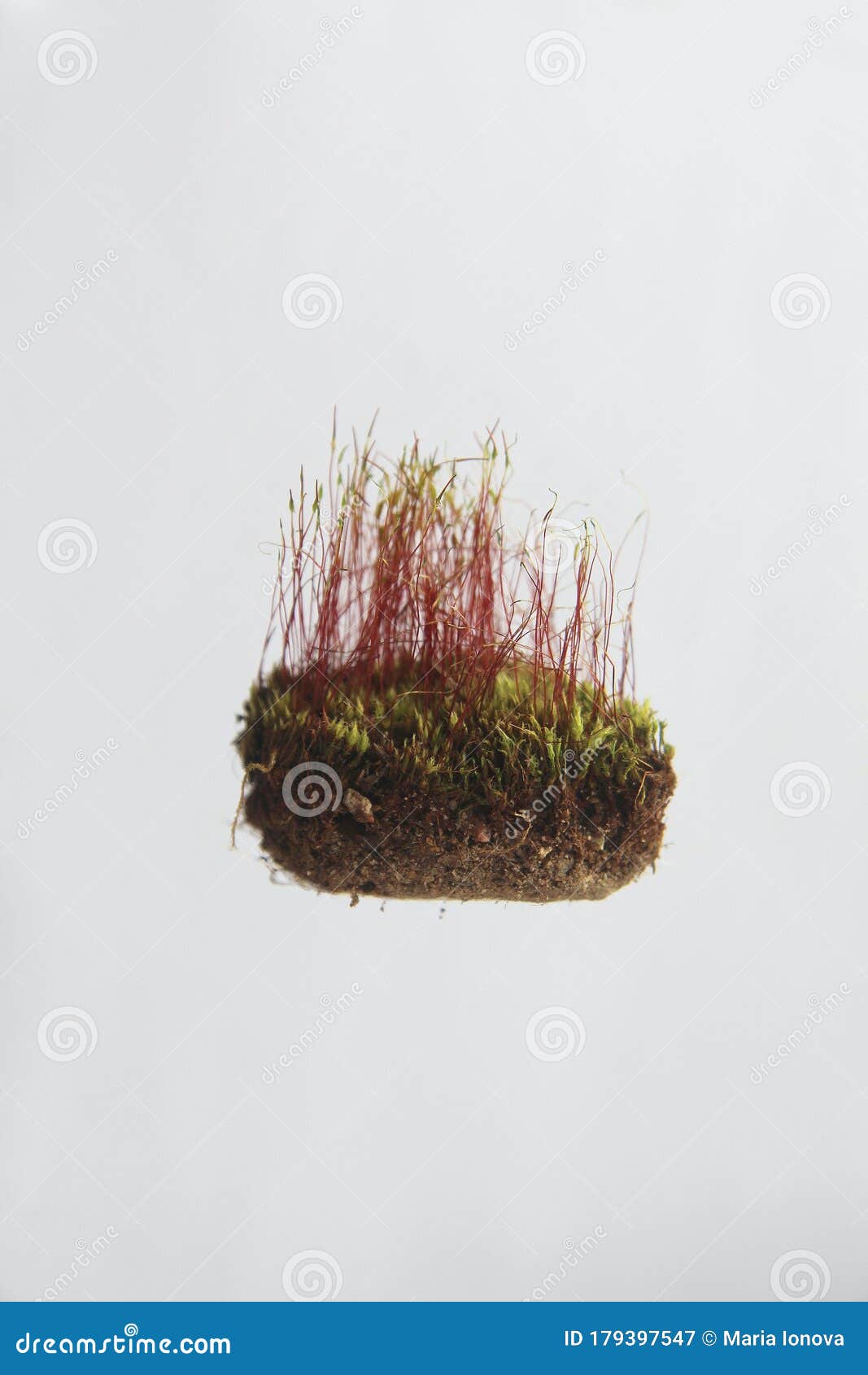 一种有根和红春苔的土库存图片 图片包括有关闭 石头 装饰 背包 稀薄 航空 春天 通配 一种有根和红春苔的土库存图片 图片包括有关闭 石头 装饰 背包 稀薄 航空 春天 通配