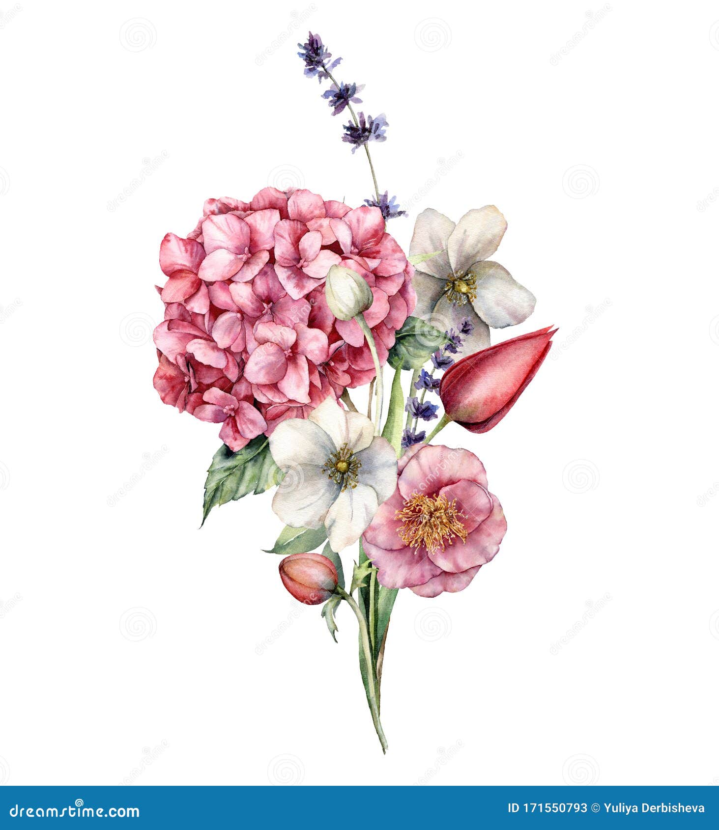 一种水彩花卡 它由绣球 郁金香 海葵 薰衣草组成别画手绘节日花库存图片 图片包括有安地斯 打印 一种水彩花卡 它由绣球 郁金香 海葵 薰衣草组成别画手绘节日花库存图片 图片包括有安地斯 打印