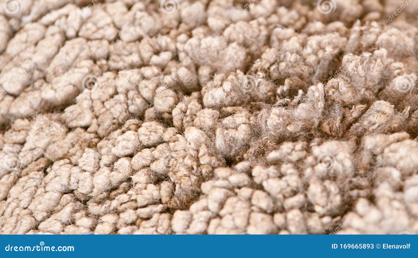 一种苦树达繁殖羊枪口共用肉皮农场生产动物毛特写纹理图案库存图片 图片包括有长毛绒 理想 一种苦树达繁殖羊枪口共用肉皮农场生产动物毛特写纹理图案库存图片 图片包括有长毛绒 理想