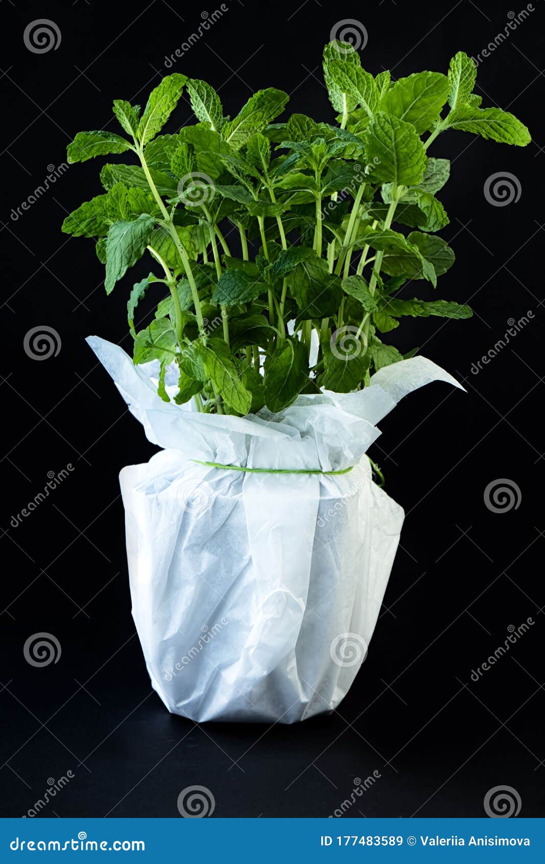 一种薄荷种花盆库存图片 图片包括有有机 增长 薄菏 成份 特写镜头 庭院 食物 蔬菜 一种薄荷种花盆库存图片 图片包括有有机 增长 薄菏 成份 特写镜头 庭院 食物 蔬菜