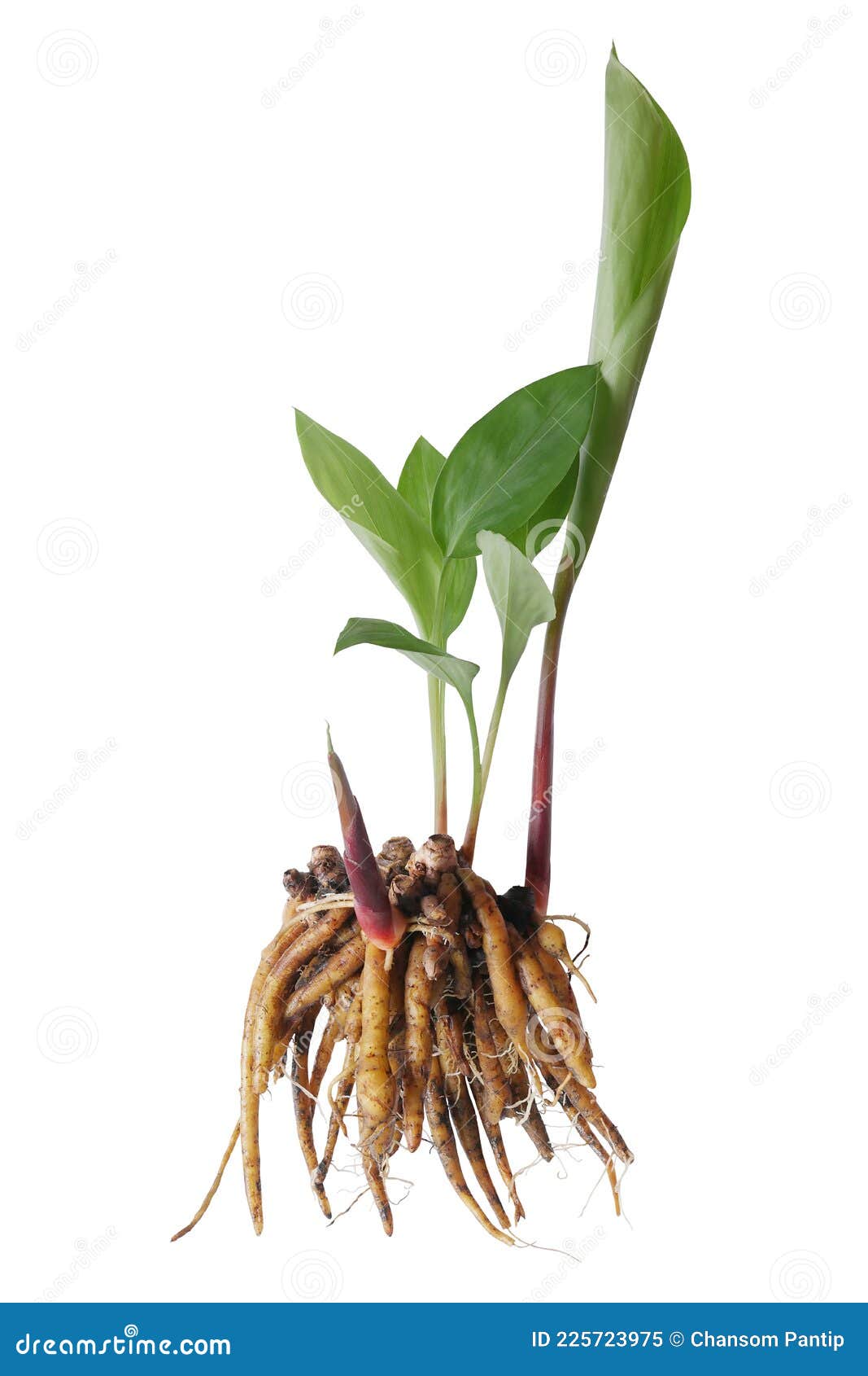一种青叶茎 青叶的药食草植物库存图片 图片包括有较少 草本 查出 绿色 手指 有机 食物