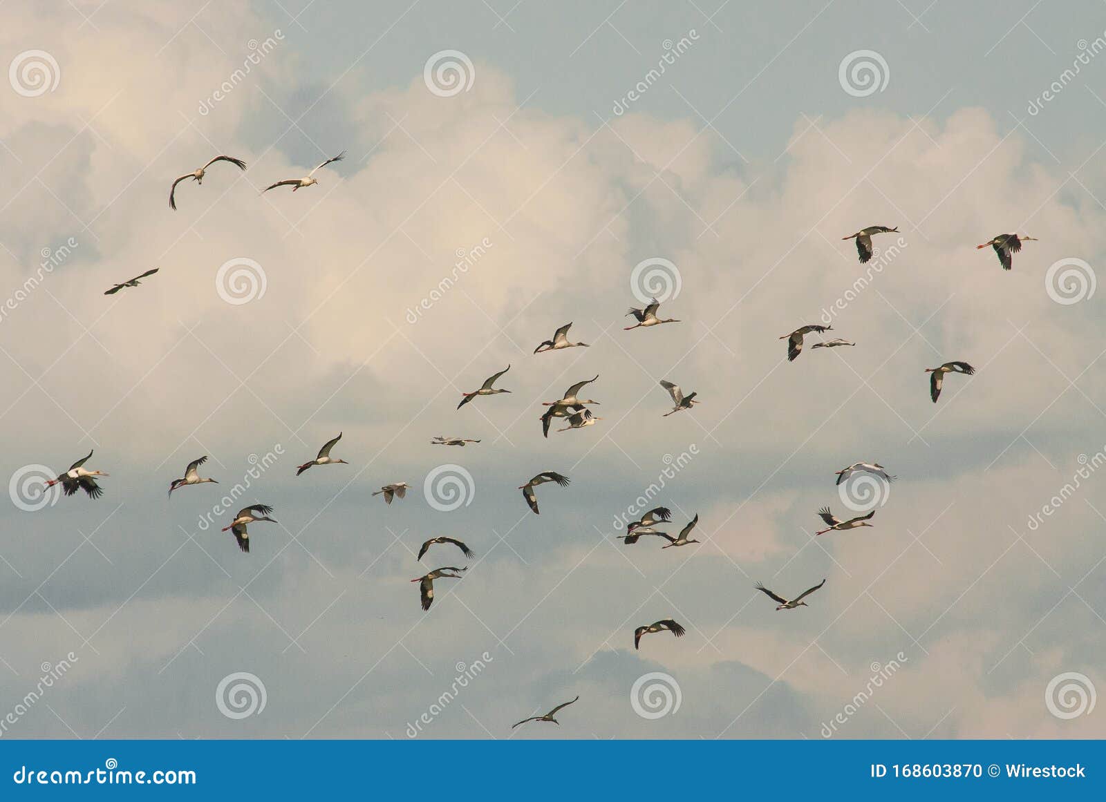 一群鸟在天空中的云中飞翔 非常适合贴壁纸库存照片 图片包括有本质 鸟舍 羽毛 双翼飞机