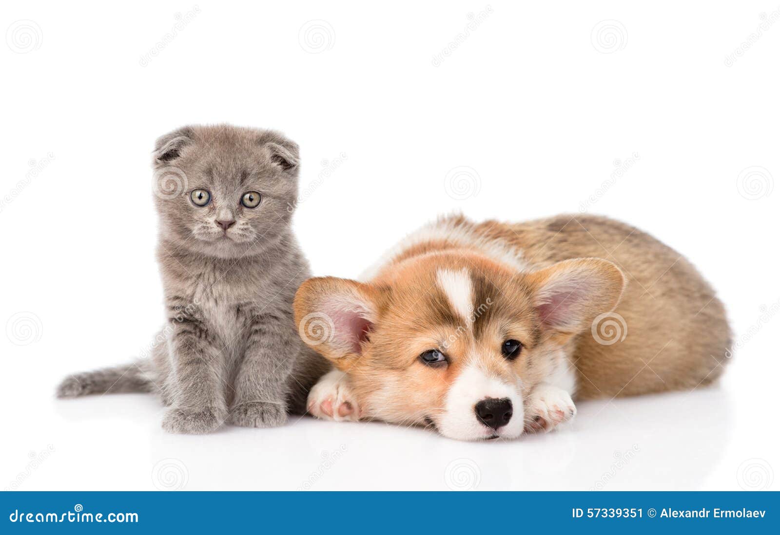 一起猫狗在空白背景库存图片 图片包括有前面 彭布罗克 照相机 交配动物者 朋友 幼崽
