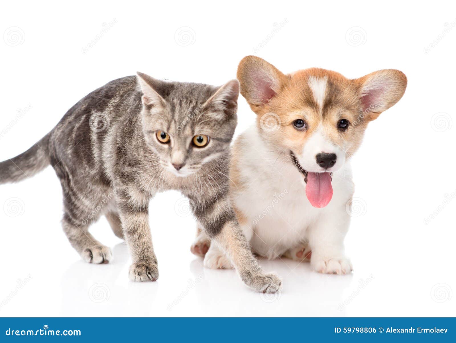 一起猫狗背景查出的白色库存照片 图片包括有查找 朋友 查出 友好 小狗 背包 安静