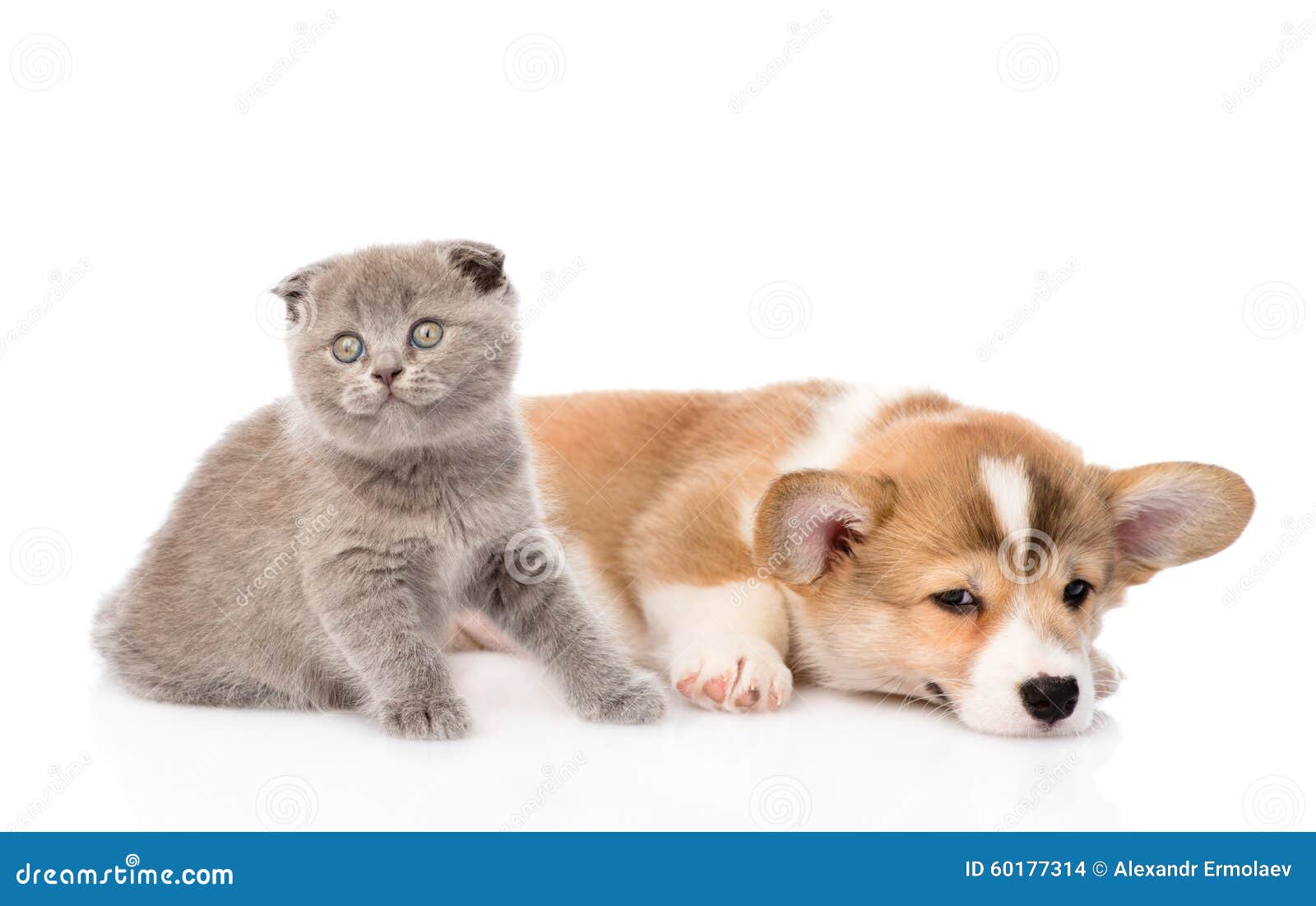 一起猫狗背景查出的白色库存照片 图片包括有彭布罗克 小狗 安静 敌意 国内 系列 在附近