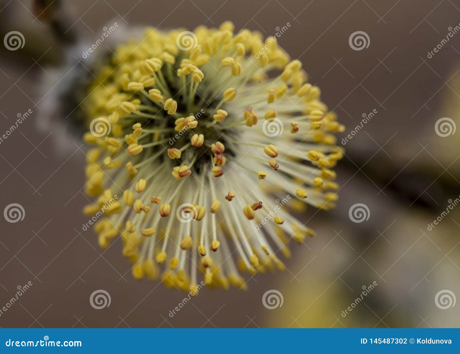 一黄花柳柳属caprea的美丽 蓬松黄色肾脏与花粉的 在昏暗的前面 在一个温暖的春日e 库存照片 图片包括有及早 公园
