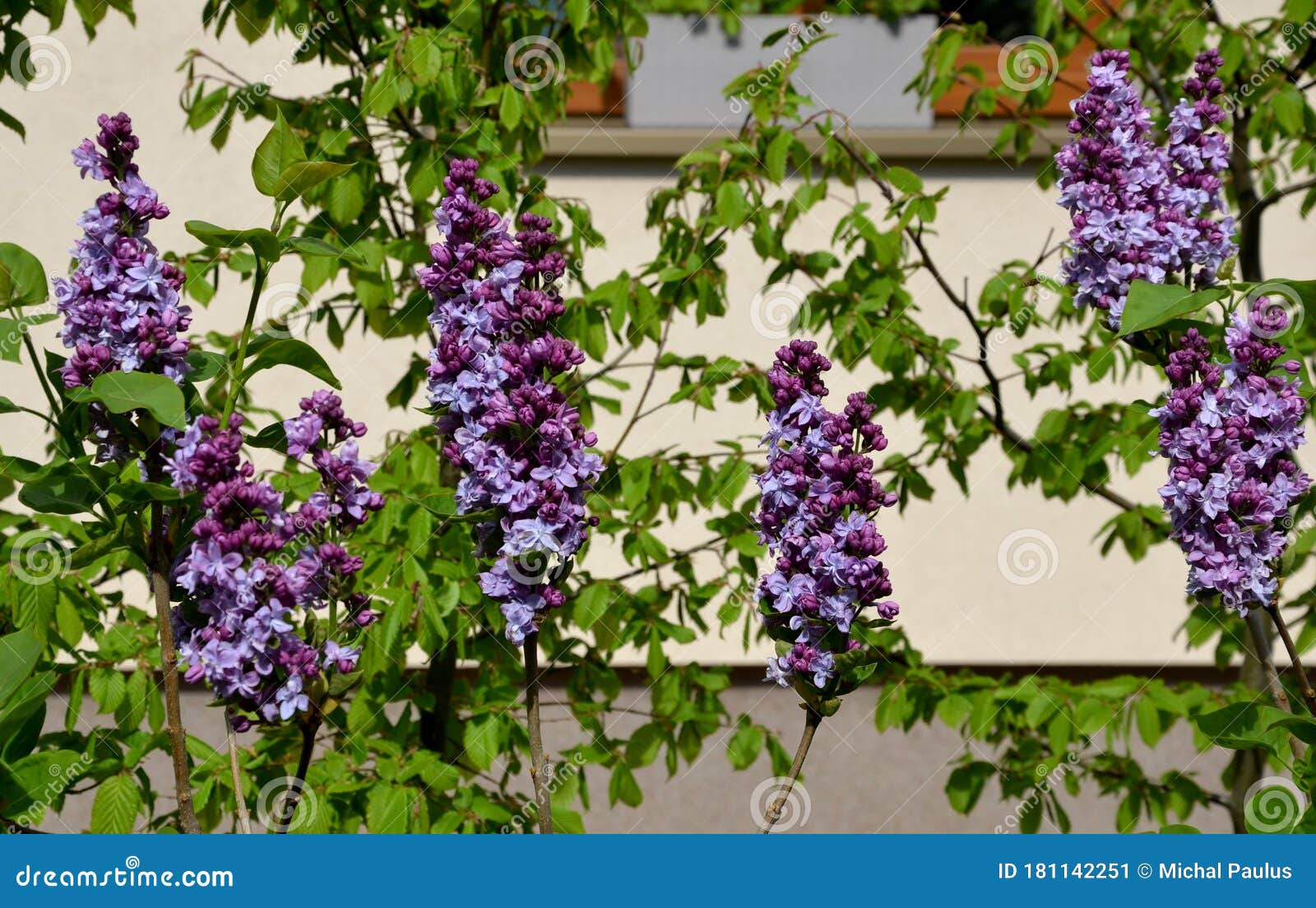 丁香花灌木紫紫色春针细细库存图片 图片包括有花瓣 新鲜 紫罗兰色 庭院 夏天 开花 公园