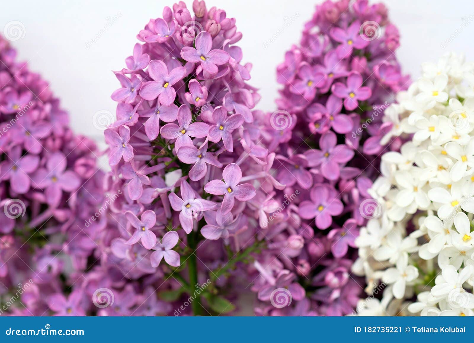 丁香花特写紫丁香和白丁香的花库存图片 图片包括有紫丁香和白丁香的花 丁香花特写