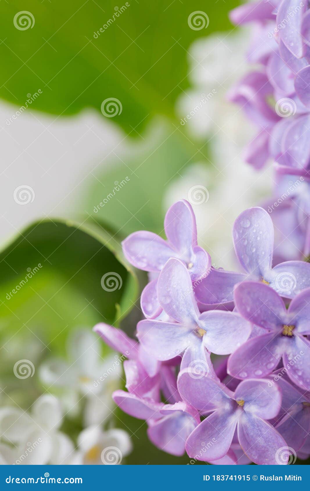 丁香花特写花背景库存图片 图片包括有花背景 丁香花特写