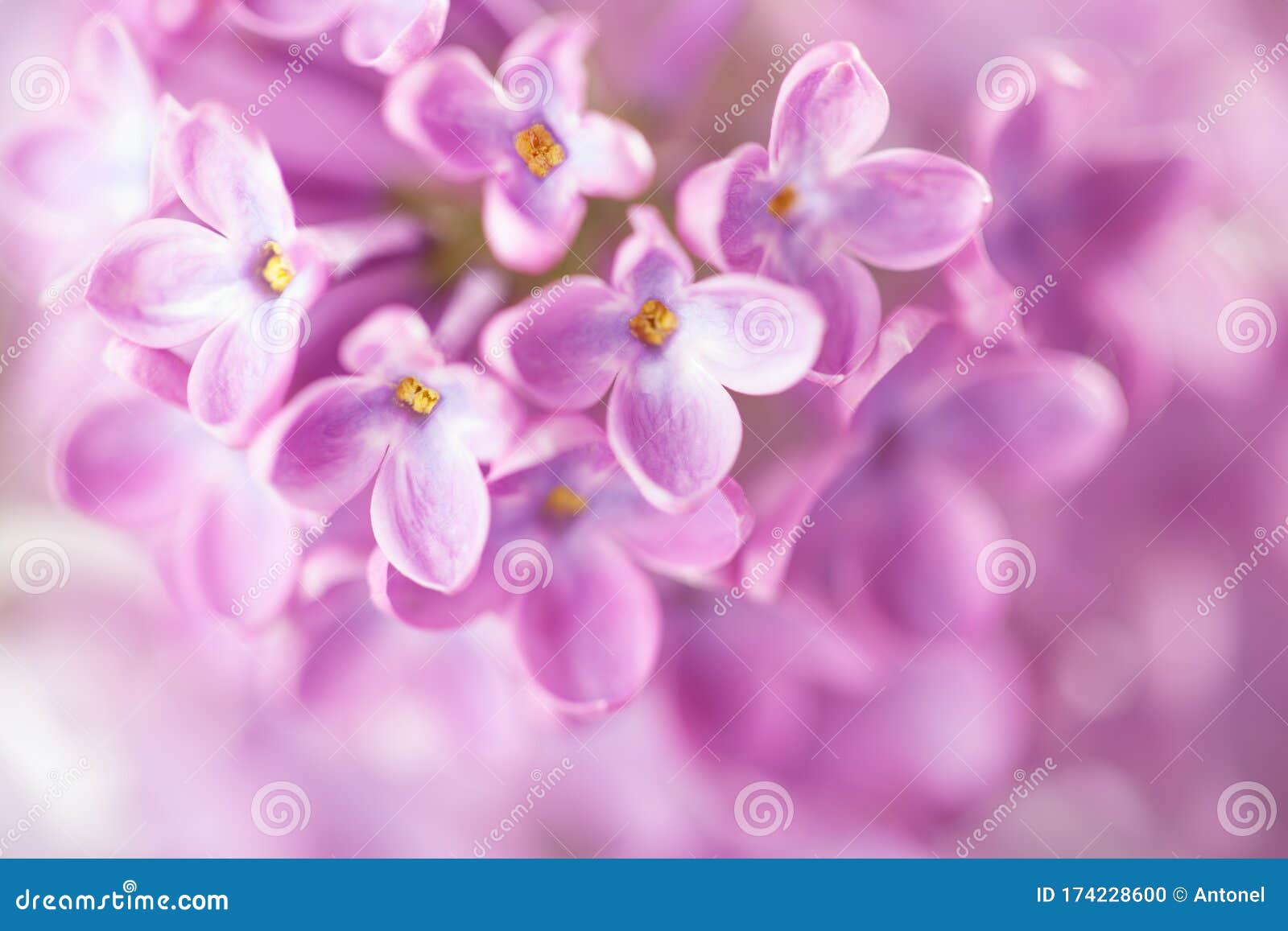 丁香花的宏观意象抽象花背景淡淡的紫花背景很浅的景深 库存照片 图片包括有花期 生气勃勃 丁香花的宏观意象抽象花背景淡淡的紫花背景很浅的景深 库存照片 图片包括有花期 生气勃勃
