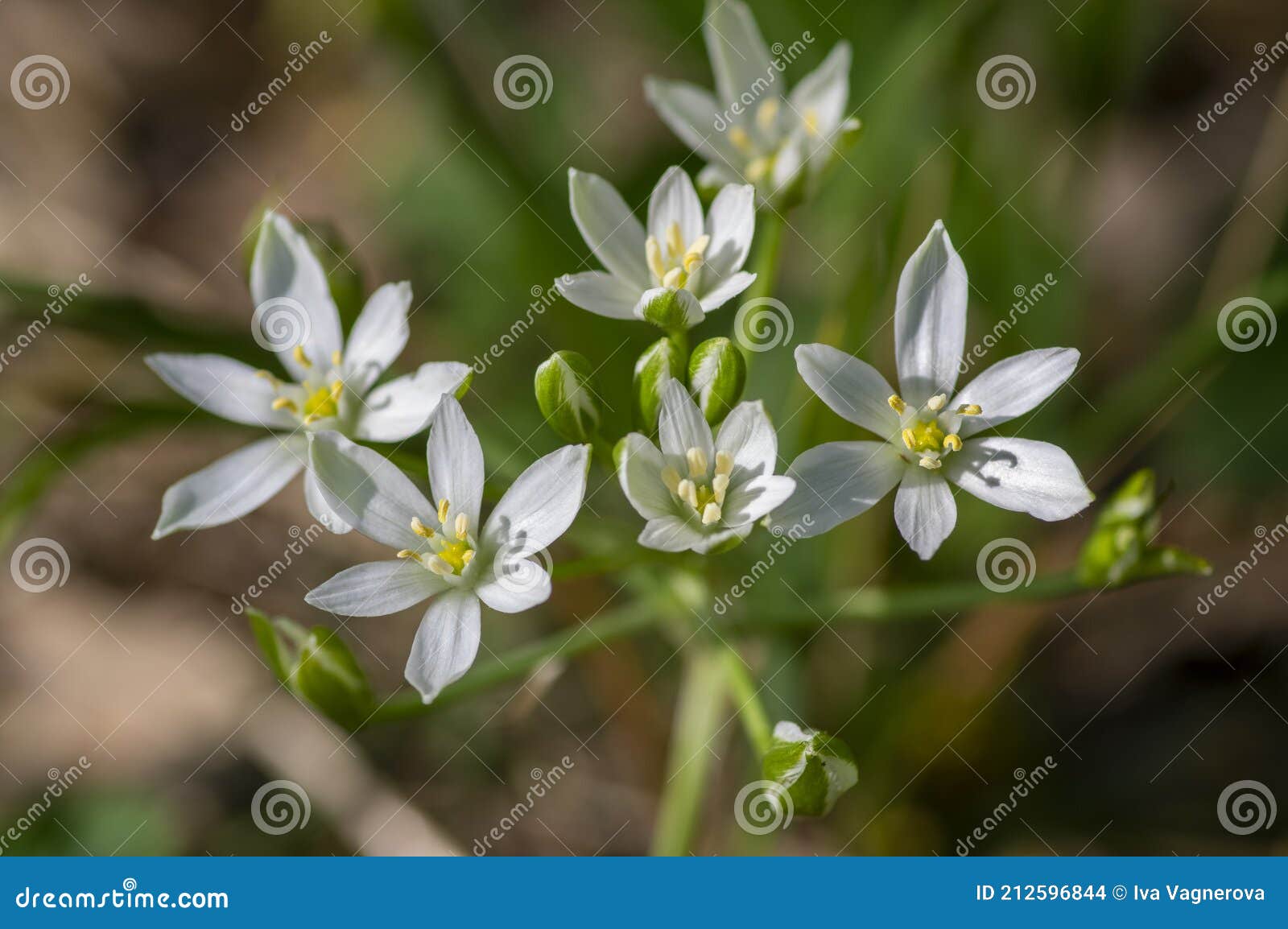 万年青umbellatum花园放草纯白绽开花的球茎植物starofbethlehem花库存照片 图片包括有百合 庭院