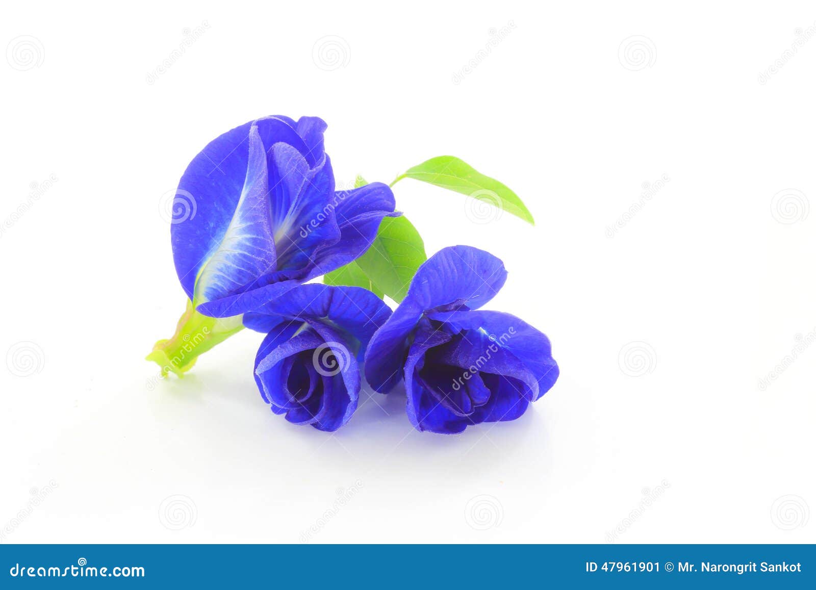 三在白色背景的蝴蝶豌豆库存图片 图片包括有花卉 聚会所 烹调 自然 四季不断 问题的 染料 三在白色背景的蝴蝶豌豆库存图片 图片包括有花卉 聚会所 烹调 自然 四季不断 问题的 染料