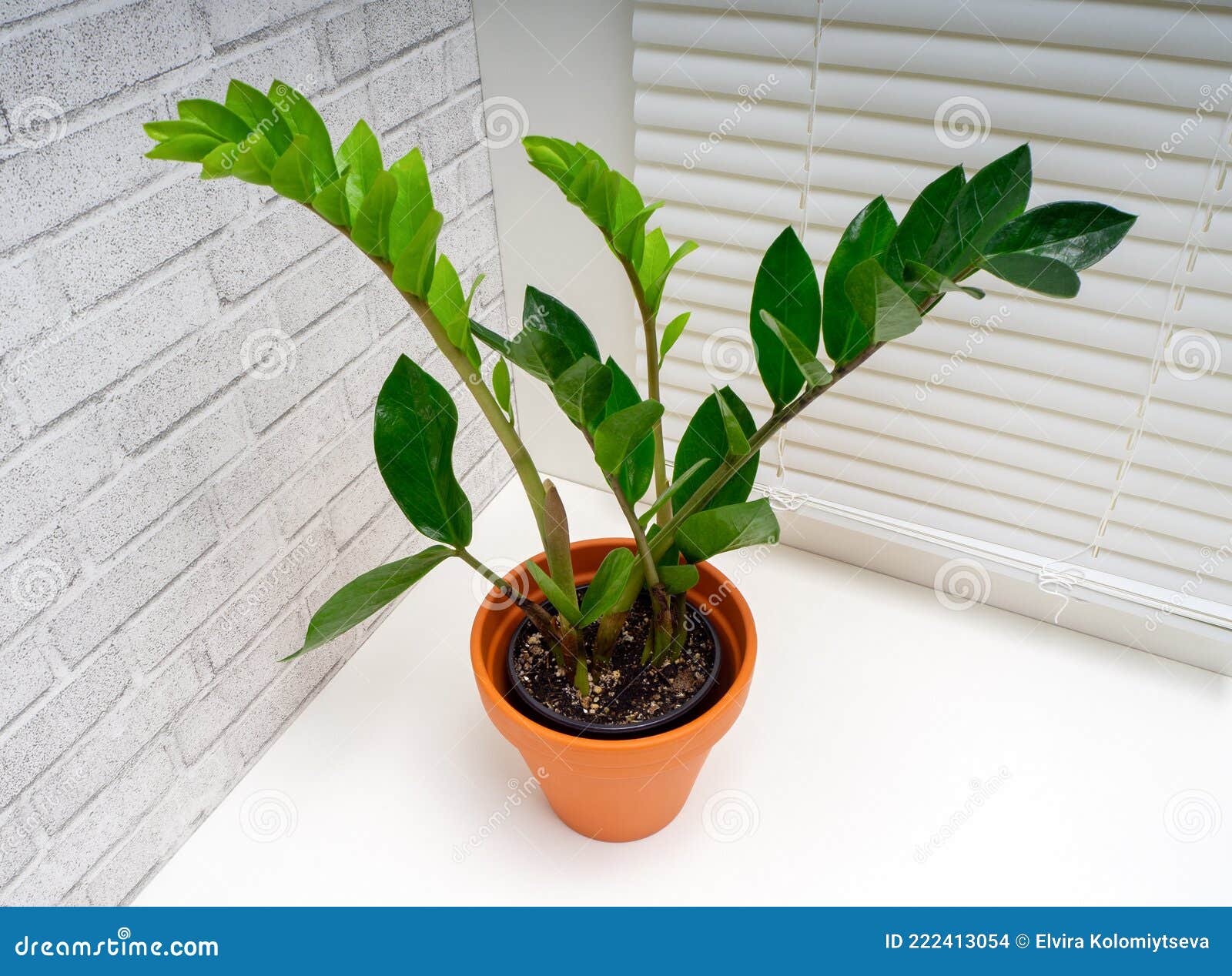 三碘库卡斯是花科植物的一个属库存照片 图片包括有常青树 新建 词根 植物群 叶子 现代