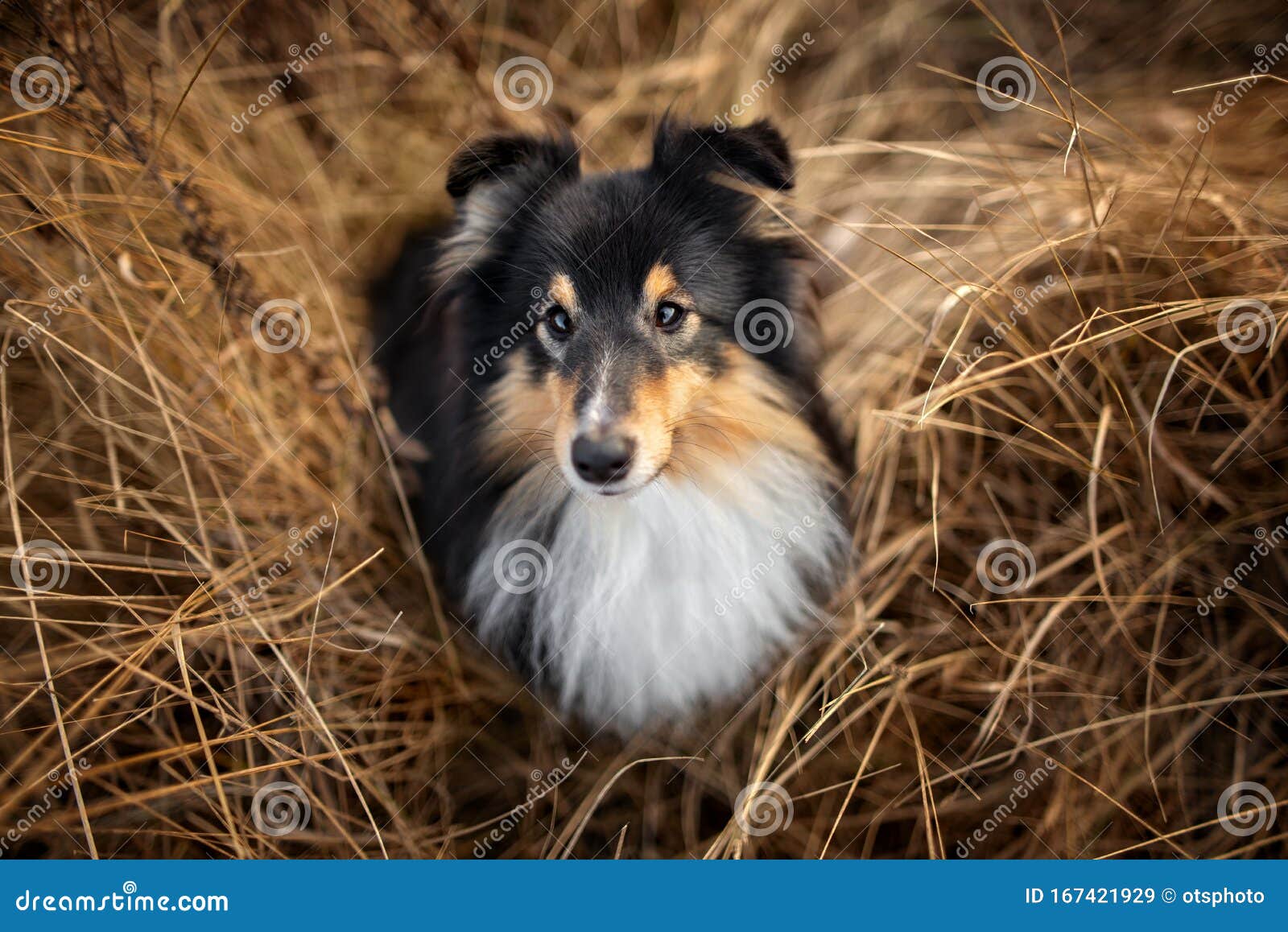 三色雪莉犬肖像 干草 高视图库存图片 图片包括有视图 似犬 宠物 三色 敌意 自治权 三色雪莉犬肖像 干草 高视图库存图片 图片包括有视图 似犬 宠物 三色 敌意 自治权