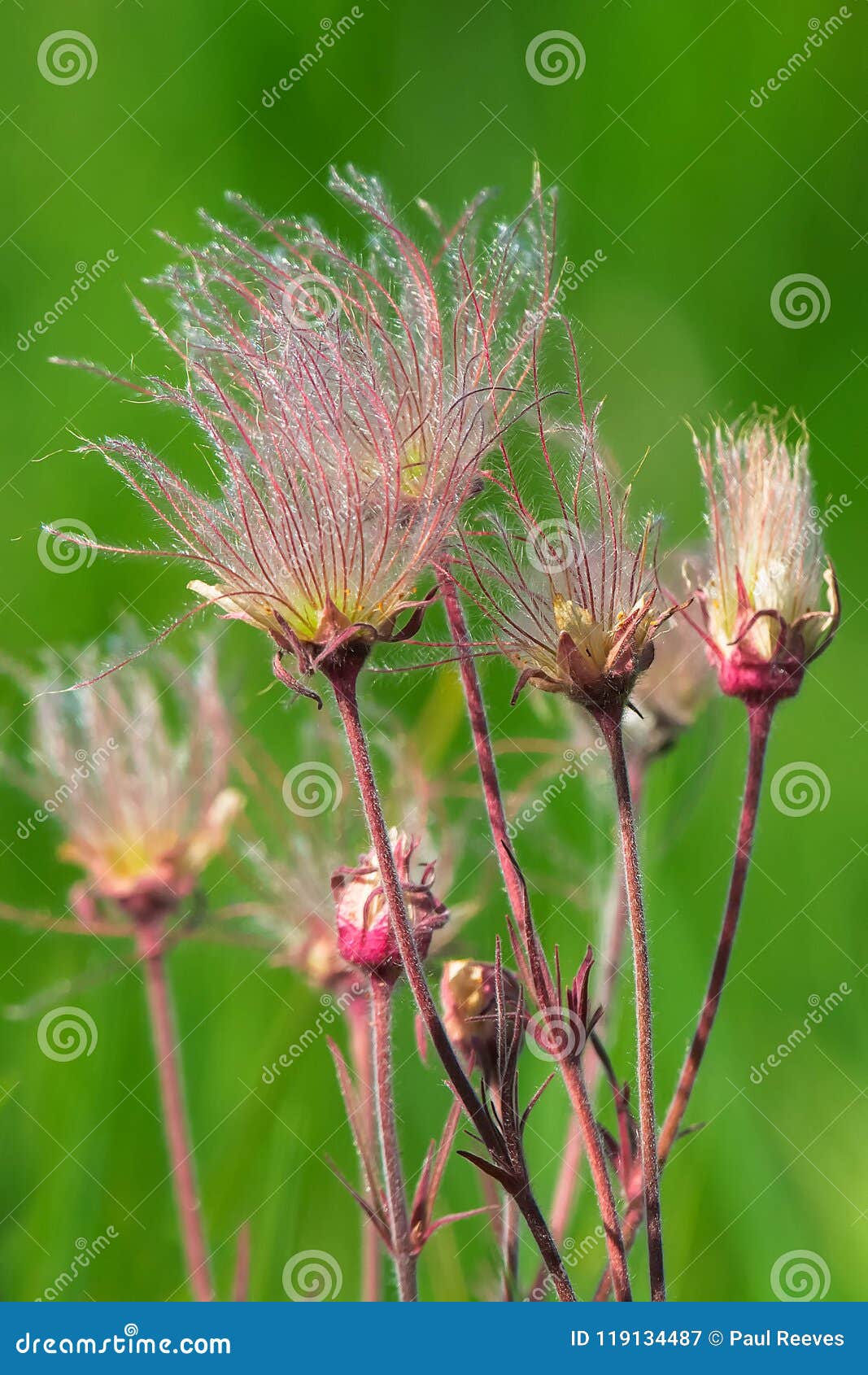 三花水杨梅 水杨梅triflorum 库存图片 图片包括有绽放 开花的 外面 系列 户外 三花水杨梅 水杨梅triflorum 库存图片 图片包括有绽放 开花的 外面 系列 户外