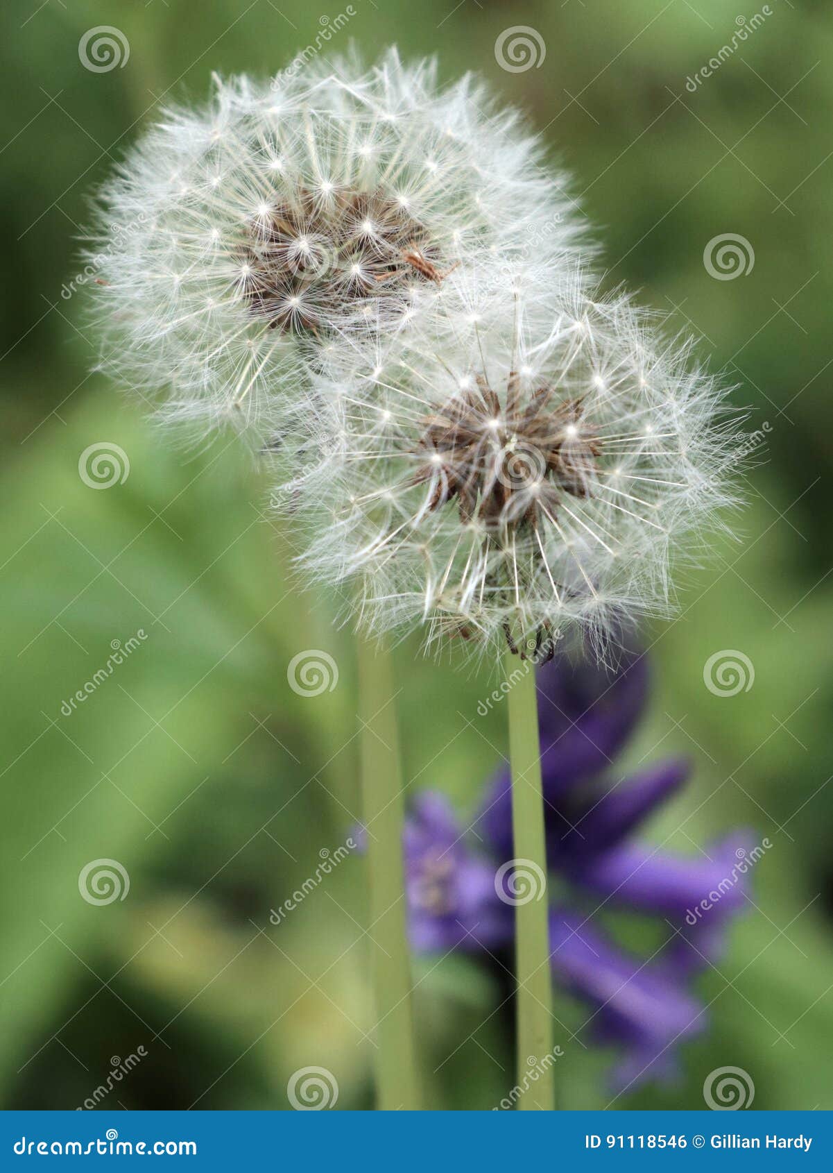 下来蒲公英库存照片 图片包括有会开蓝色钟形花的草 本质 可浮起 通常 空白 蓝色 杂草