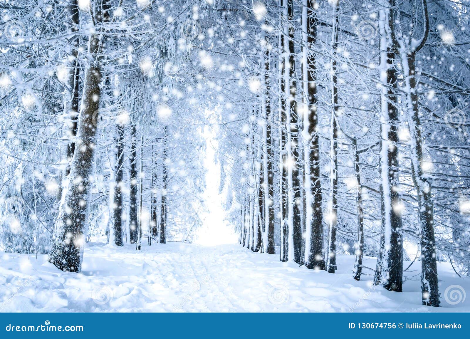 不可思议的冬天风景 道路在有落的雪的多雪的森林里库存照片 图片包括有户外 道路 冷杉 背包