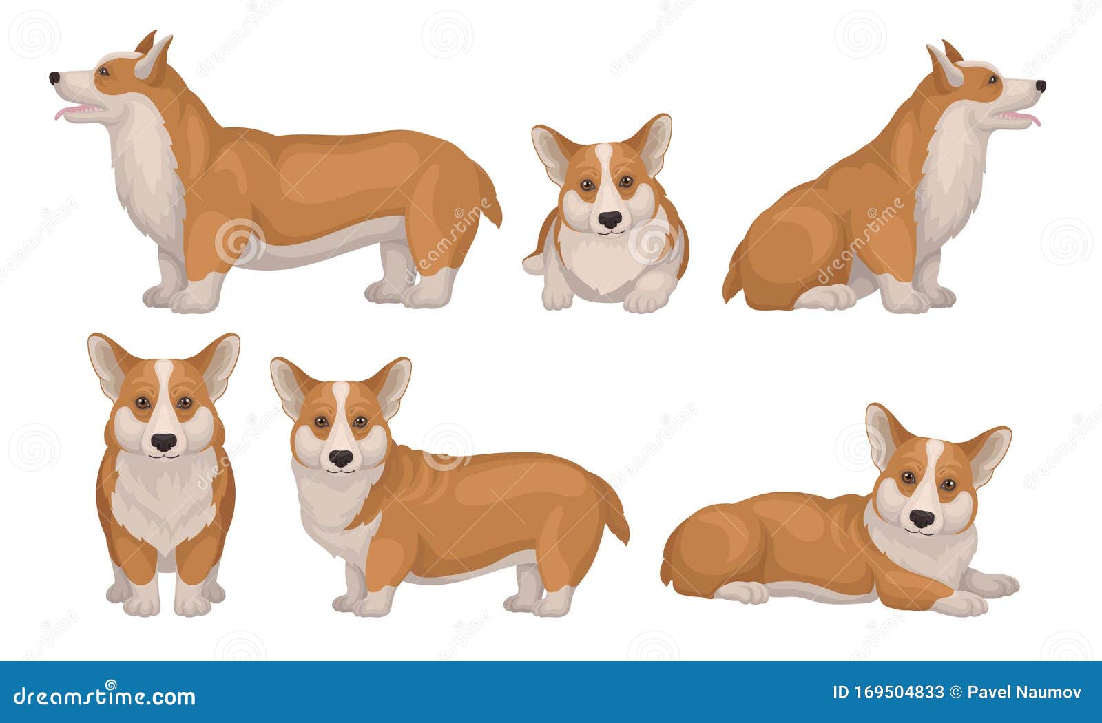 不同姿势矢量集中的威尔士犬小狗短腿红大衣向量例证 插画包括有朋友 嬉戏 敌意 不同 姿势 不同姿势矢量集中的威尔士犬小狗短腿红大衣向量例证 插画包括有朋友 嬉戏 敌意 不同 姿势