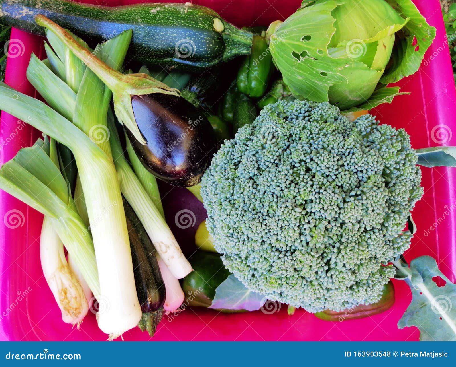 不同种类的菜篮子 从上面库存照片 图片包括有健康 素食主义者 圆白菜 独轮车 新鲜 庭院 不同种类的菜篮子 从上面库存照片 图片包括有健康 素食主义者 圆白菜 独轮车 新鲜 庭院