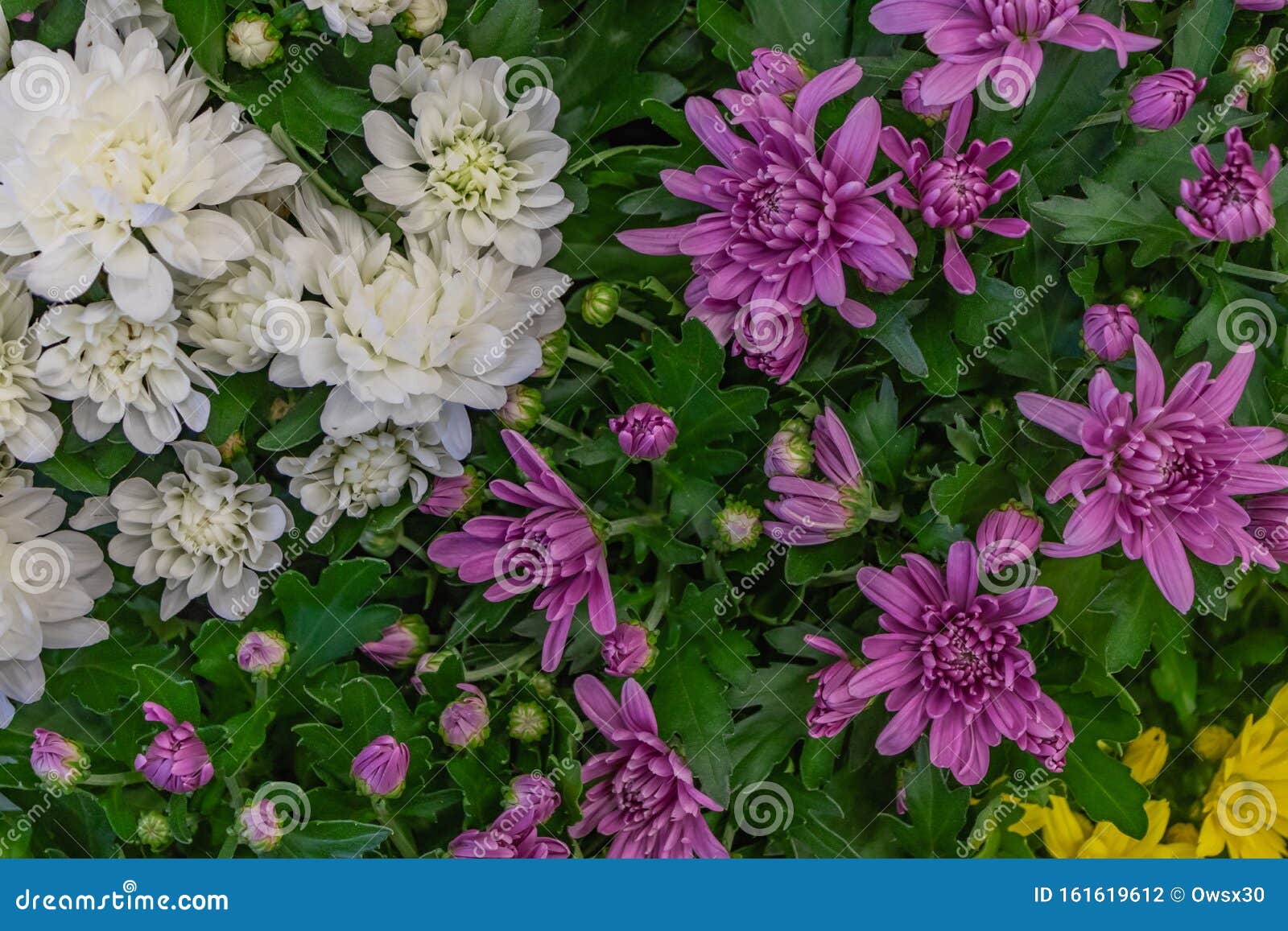 不同颜色的菊花美壁纸自然秋花背景菊花盛季关闭库存照片 图片包括有关闭 自然秋花背景 菊花盛季