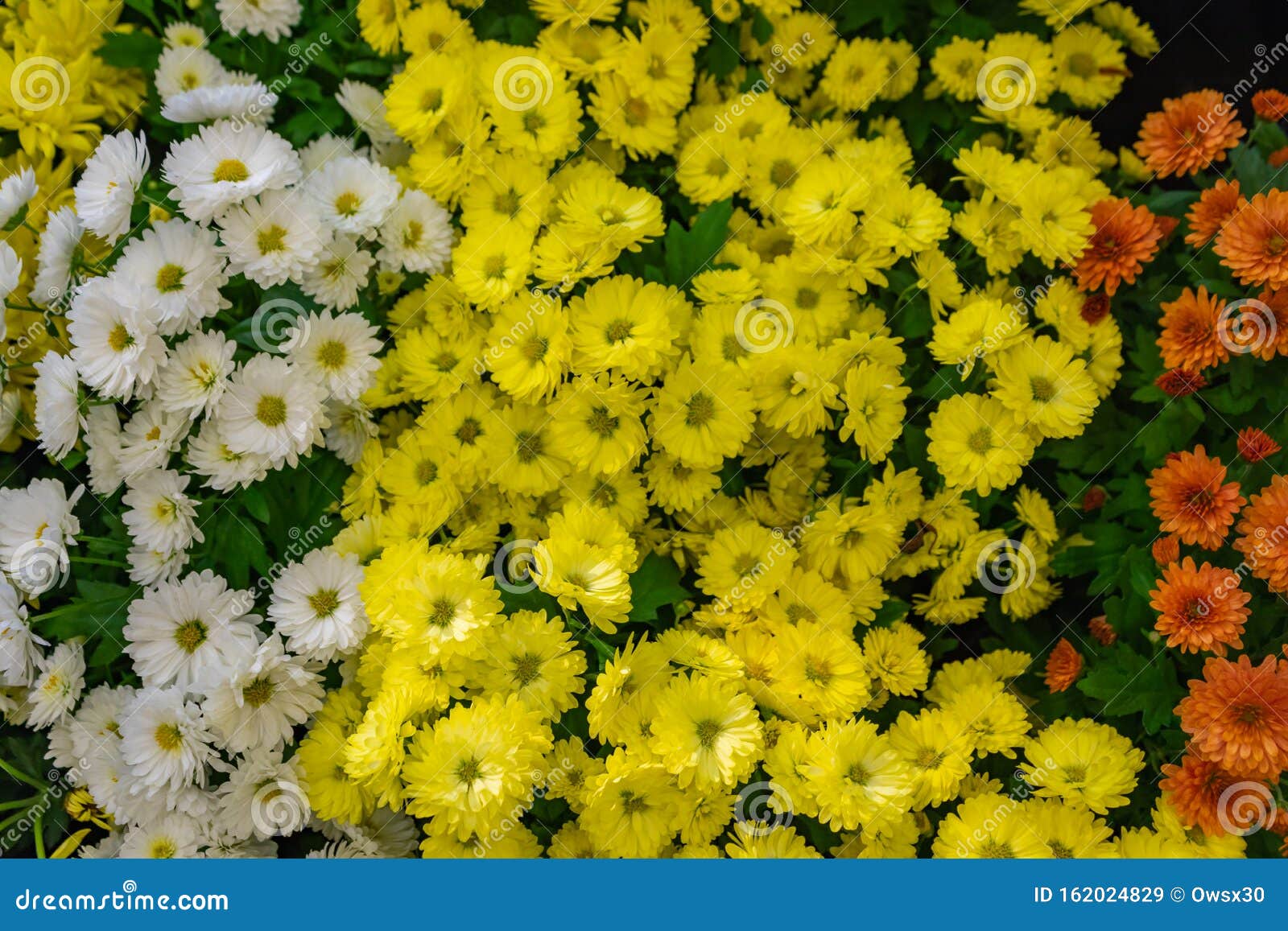 不同颜色的菊花美壁纸自然秋花背景菊花盛季关闭库存图片 图片包括有设计 绽放 宏指令 五颜六色