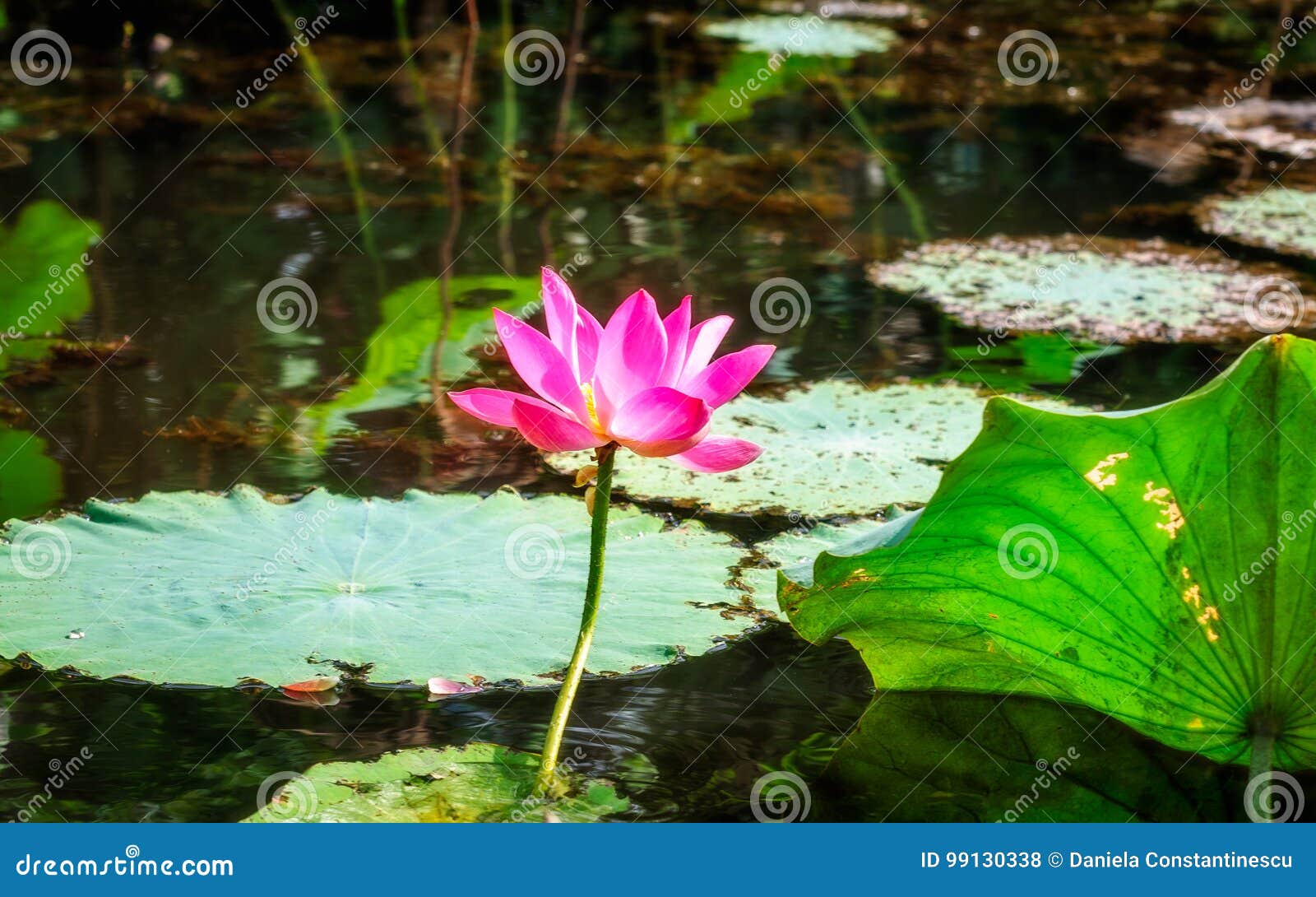 与大桃红色花的莲在沼泽地在北方领土 澳大利亚库存照片 图片包括有与大桃红色花的莲在沼泽地在北方领土 澳大利亚 与大桃红色花的莲在沼泽地在北方领土 澳大利亚库存照片 图片包括有与大桃红色花的莲在沼泽地在北方领土 澳大利亚