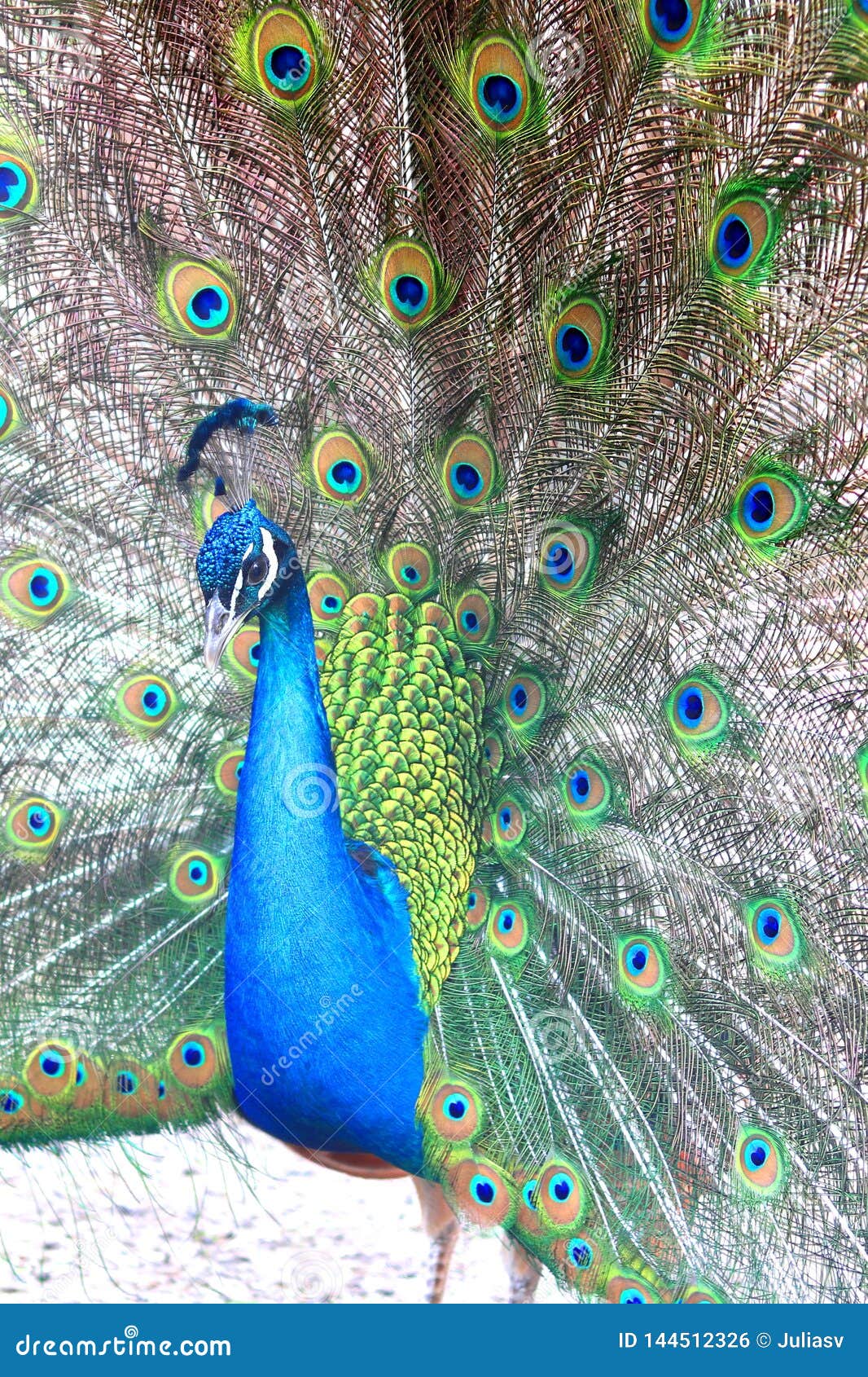 与孔雀羽毛的美丽的印度孔雀库存照片 图片包括有双翼飞机 烧杯 野鸡 高雅 多彩多姿 典雅