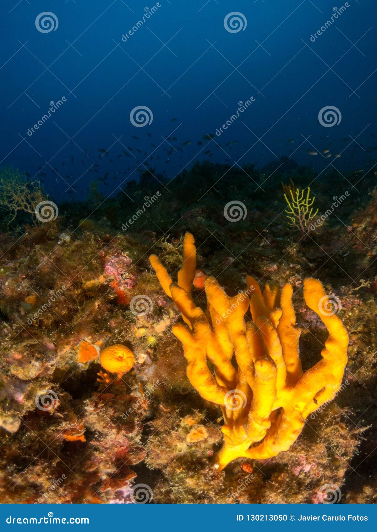 与岩石的海底与珊瑚库存照片 图片包括有本质 背包 海上 颜色 节假日 宏指令 肋前缘
