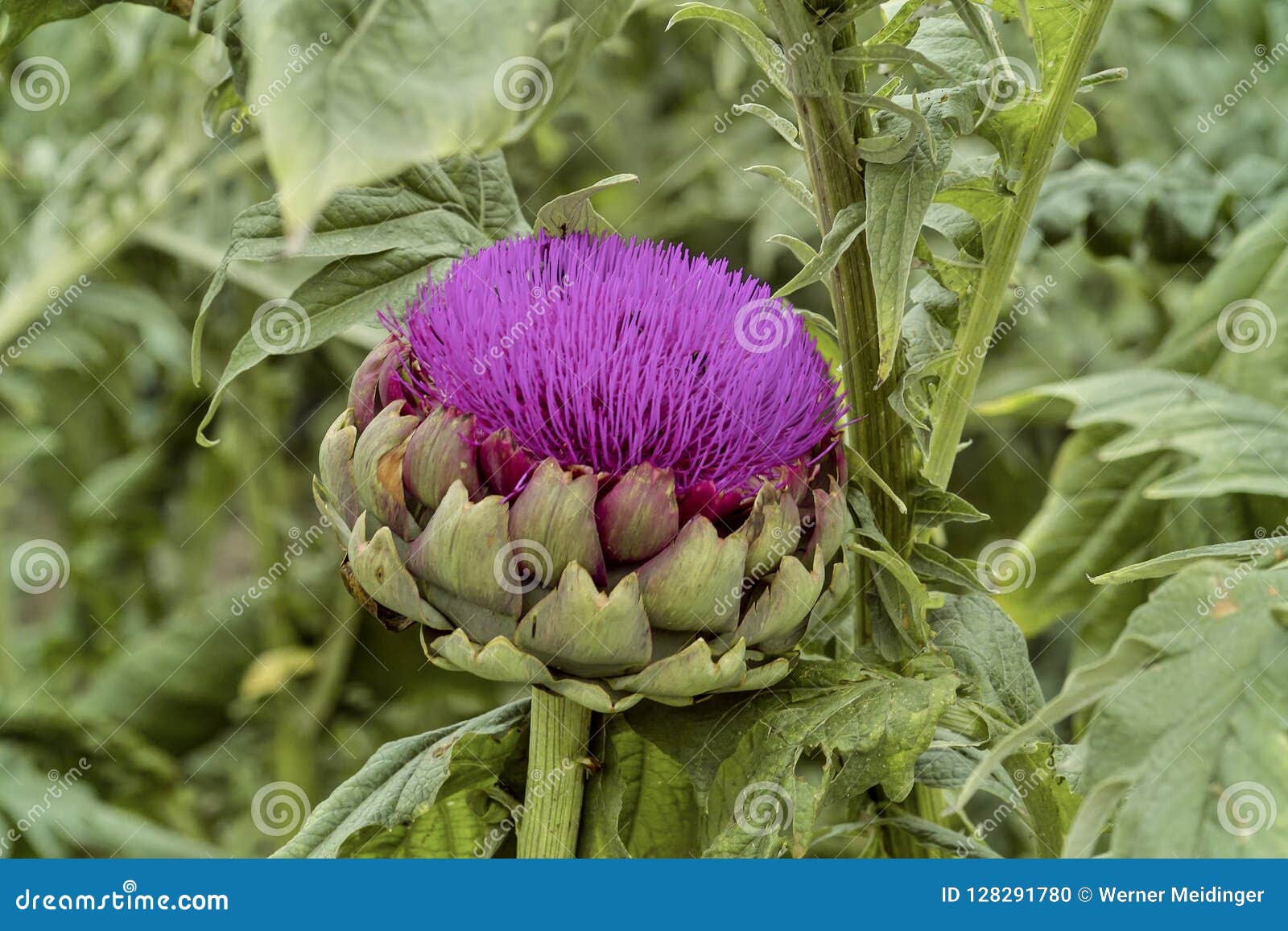 与开花的菜朝鲜蓟在夏天 Cynara Cardunculus 巴伐利亚 德国 欧洲库存照片 图片包括有开花 德国