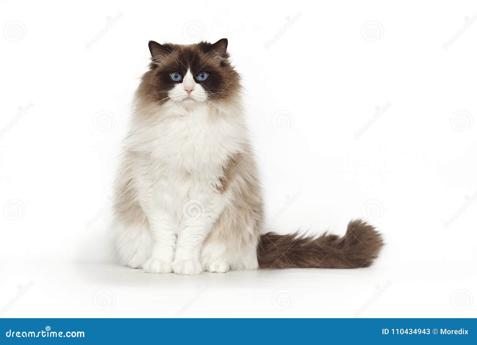 与摆在的蓝眼睛的蓬松美好的猫ragdoll 当坐演播室白色背景时猫查出的白色库存图片 图片包括有猫查出的白色 与摆在的蓝眼睛的蓬松美好的猫 Ragdoll 当坐演播室白色背景时