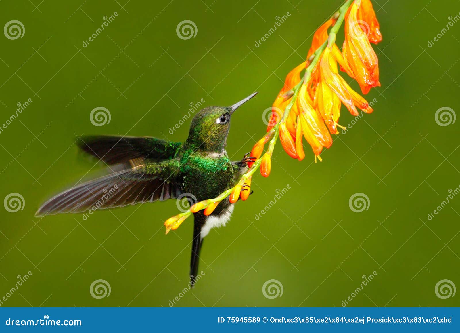 与橙色花的鸟飞行蜂鸟 在飞行的蜂鸟与蜂鸟的行动场面蜂鸟电气石sunangel Ea 库存图片 图片包括有