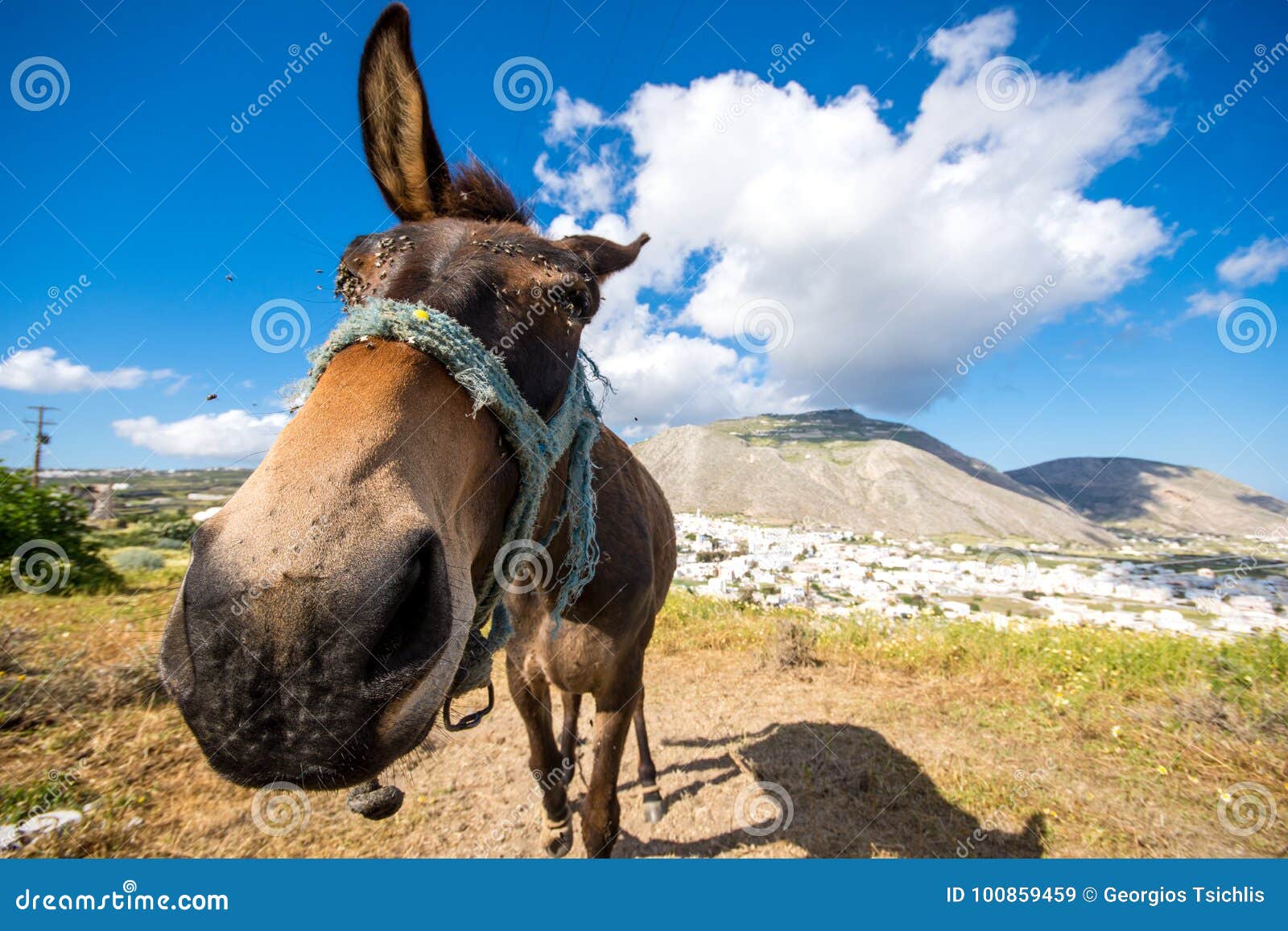 与滑稽的好奇驴看一个晴朗的春日圣托里尼库存图片 图片包括有查找 表面 敌意 题头 希腊