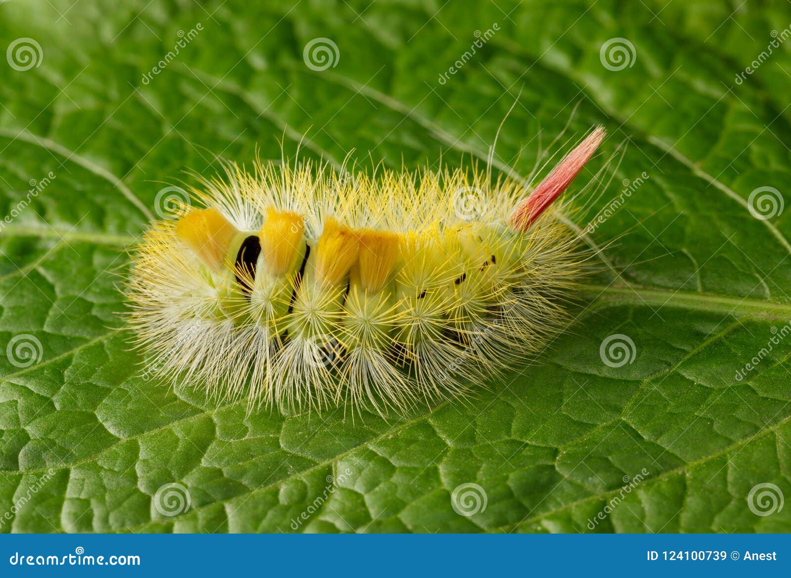 与红色尾巴的长毛的黄色毛虫库存图片 图片包括有室外 苍白 野生生物 详细资料 敌意 幼虫