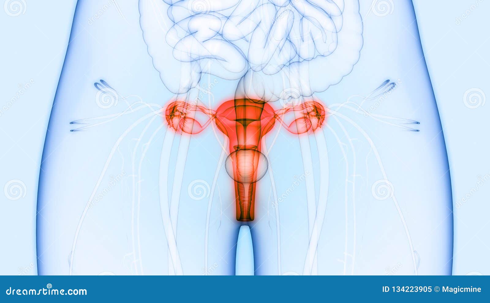 与膀胱解剖学的女性生殖系统和泌尿系统肾脏库存例证 插画包括有