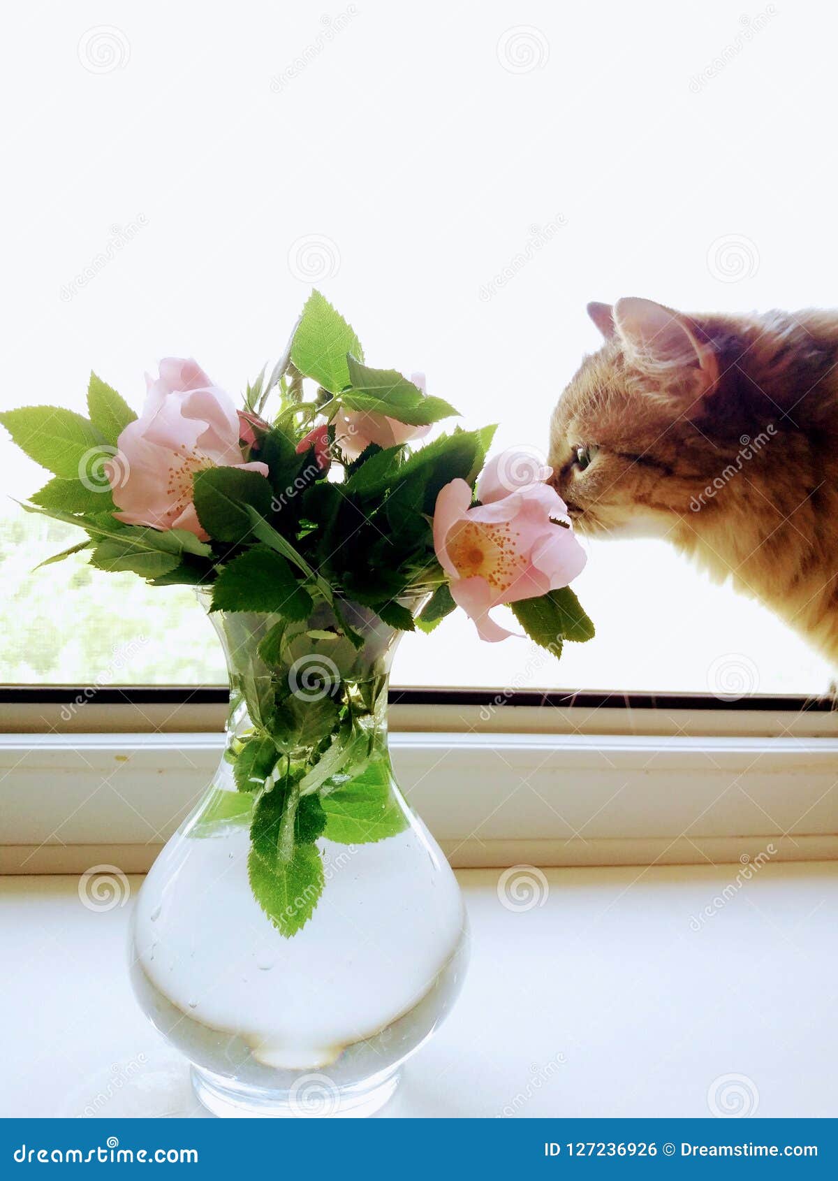 与花的猫库存照片 图片包括有粉红色 视窗 女孩 小猫 绿色 逗人喜爱 甜甜 敌意 与花的猫库存照片 图片包括有粉红色 视窗 女孩 小猫 绿色 逗人喜爱 甜甜 敌意