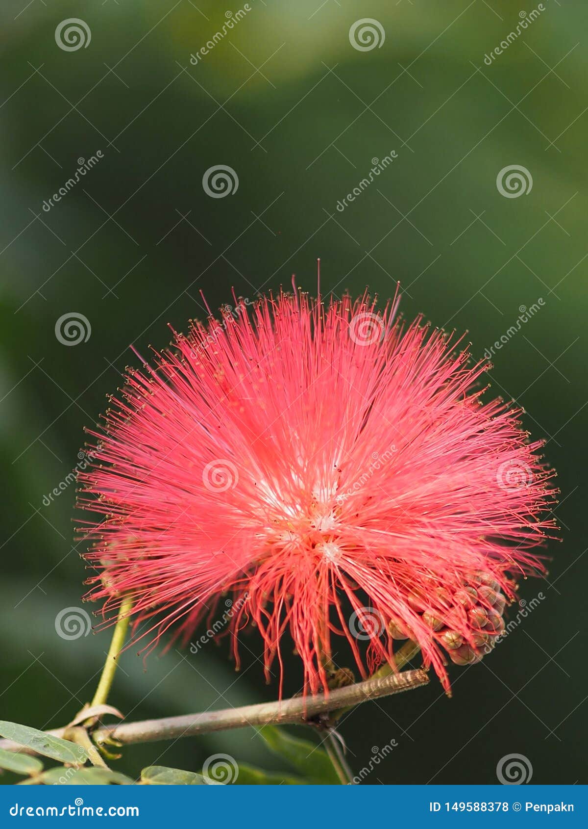 与花粉的红色花在弄脏的一条线自然背景库存照片 图片包括有 与花粉的红色花在弄脏的一条线自然背景库存照片 图片包括有