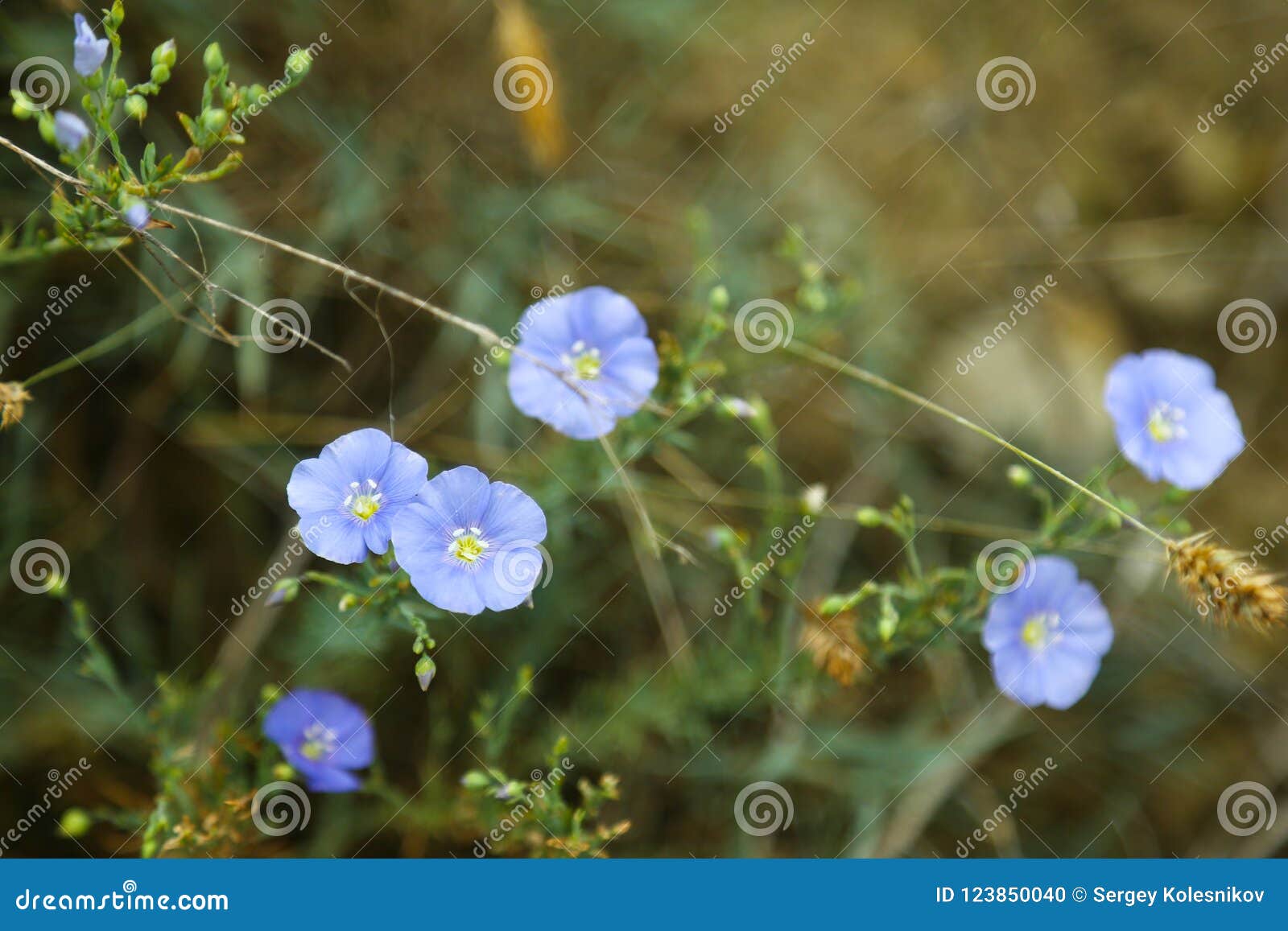 与芽的蓝色胡麻花在绿色背景在夏天领域的linum Perenne 库存照片 图片包括有 与芽的蓝色胡麻花在绿色背景在夏天领域的linum Perenne 库存照片 图片包括有