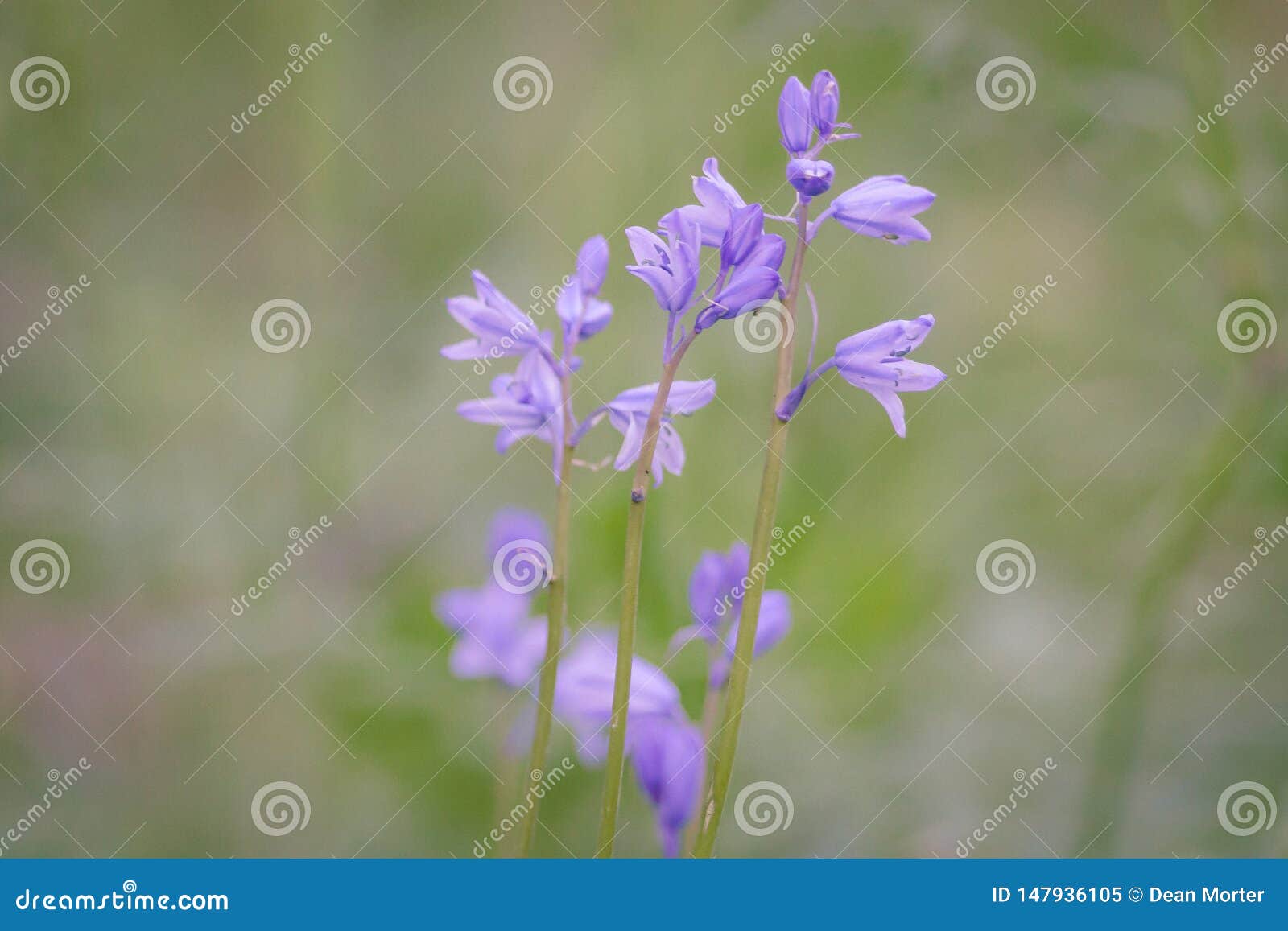 与软的焦点和软的背景的英国会开蓝色钟形花的草库存图片 图片包括有响铃 蓝色 英语 欧洲 会开蓝色钟形花的草 与软的焦点和软的背景的英国会开蓝色钟形花的草库存图片 图片包括有响铃 蓝色 英语 欧洲 会开蓝色钟形花的草